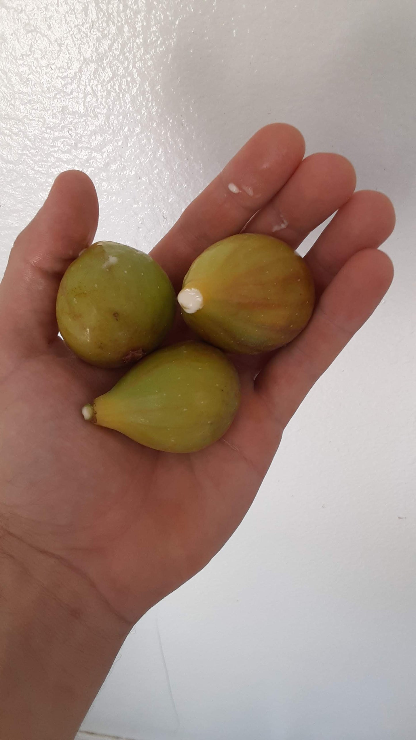 Set of 4 Olympian Fig Starter Plants