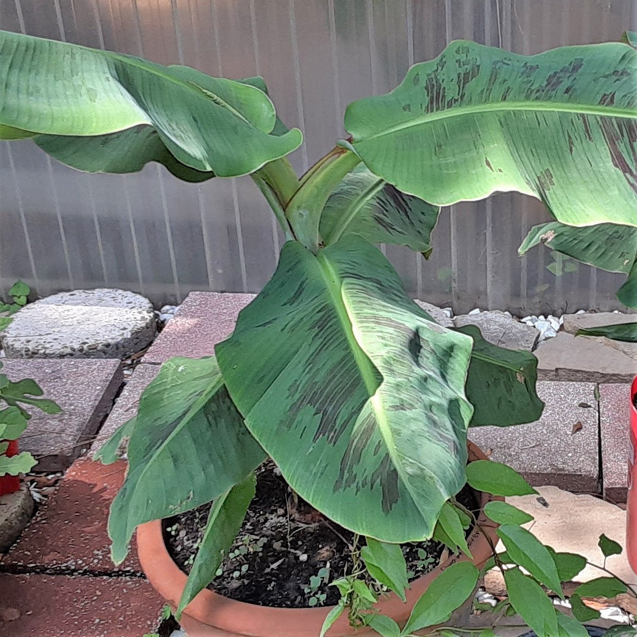 Dwarf Cavendish Banana Starter Plants (Set of 4), Bananas, Banana Trees