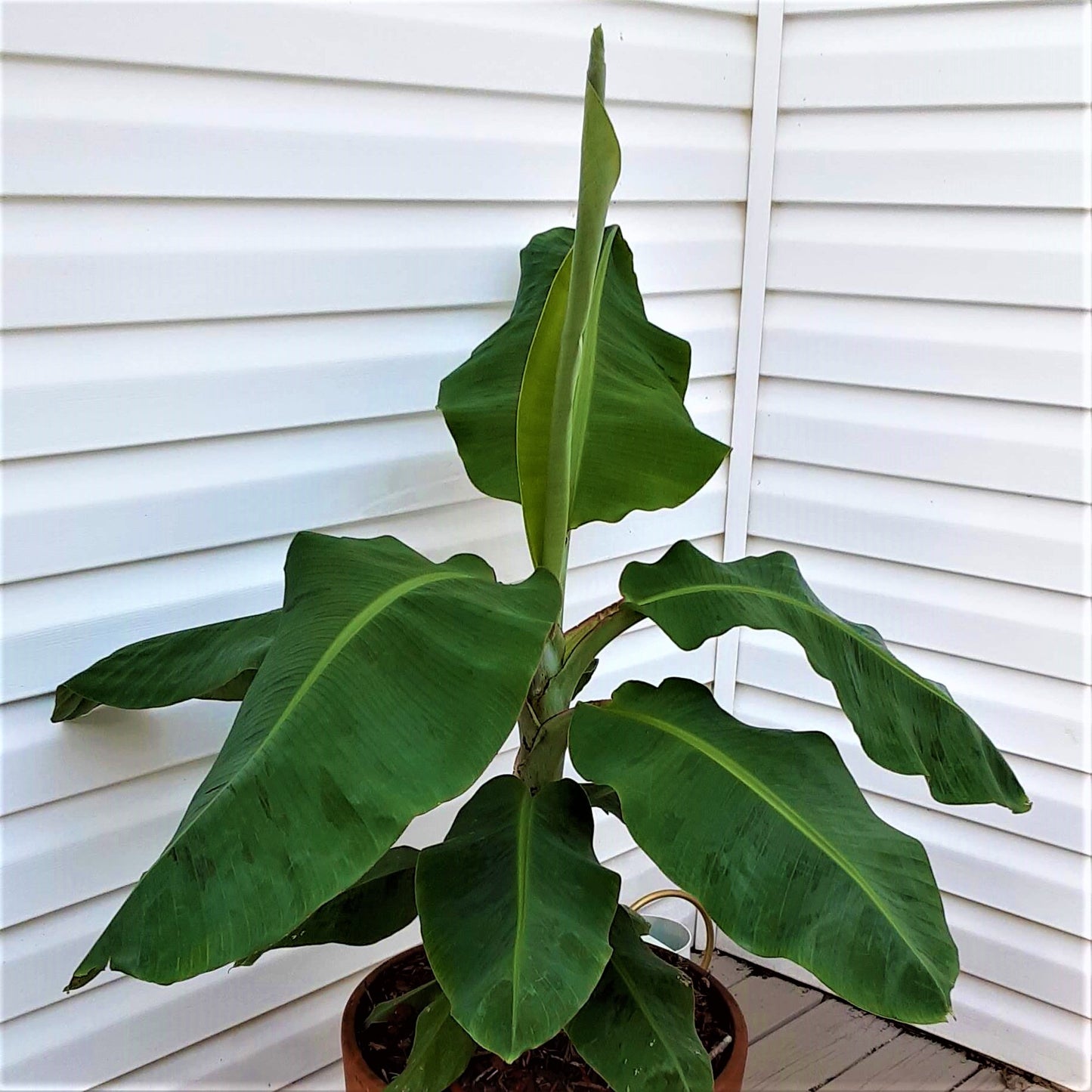Dwarf Cavendish Banana Starter Plants (Set of 4), Bananas, Banana Trees