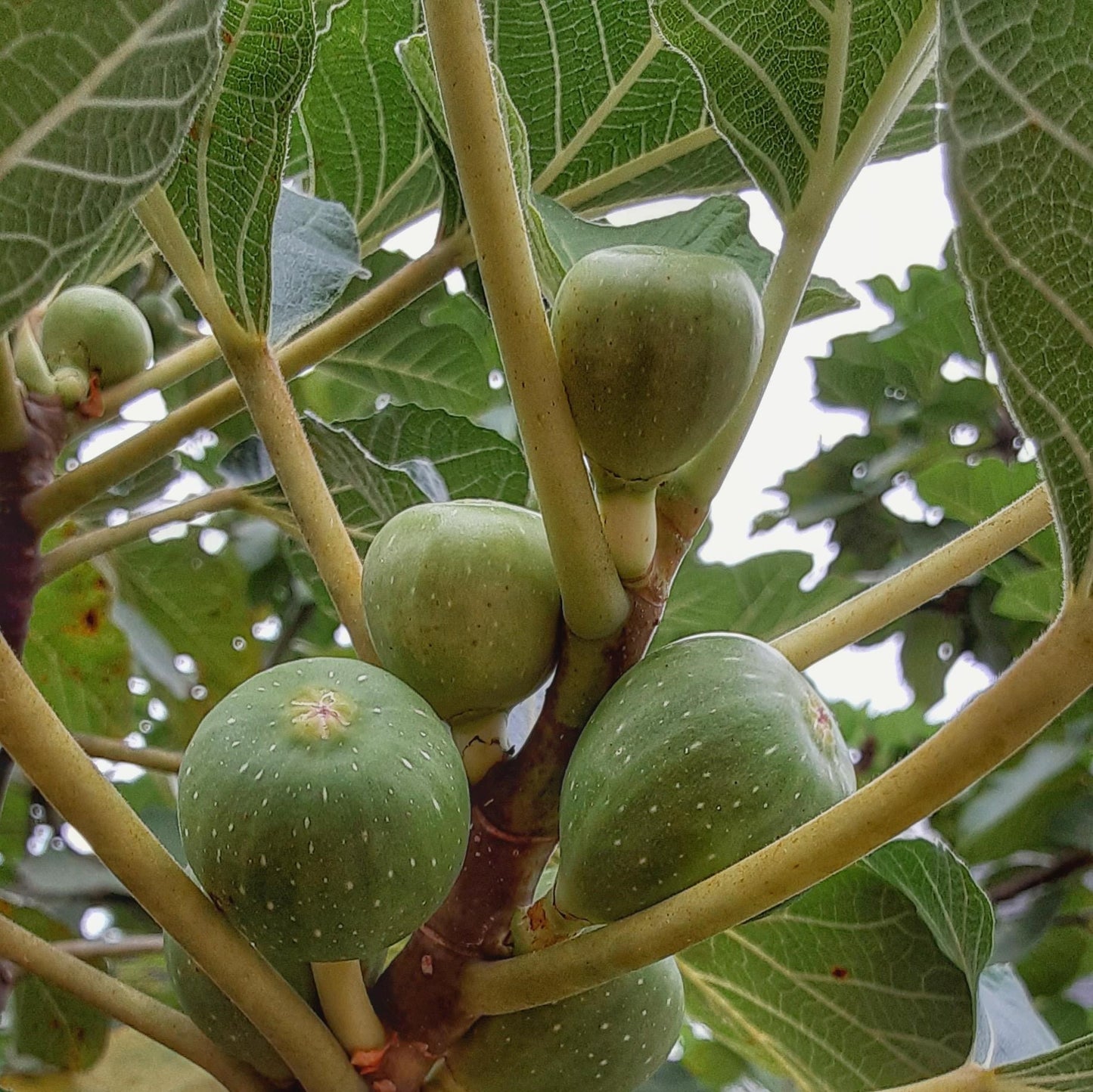Set of 4 Fig Trees, "Lattarula" Italian Honey