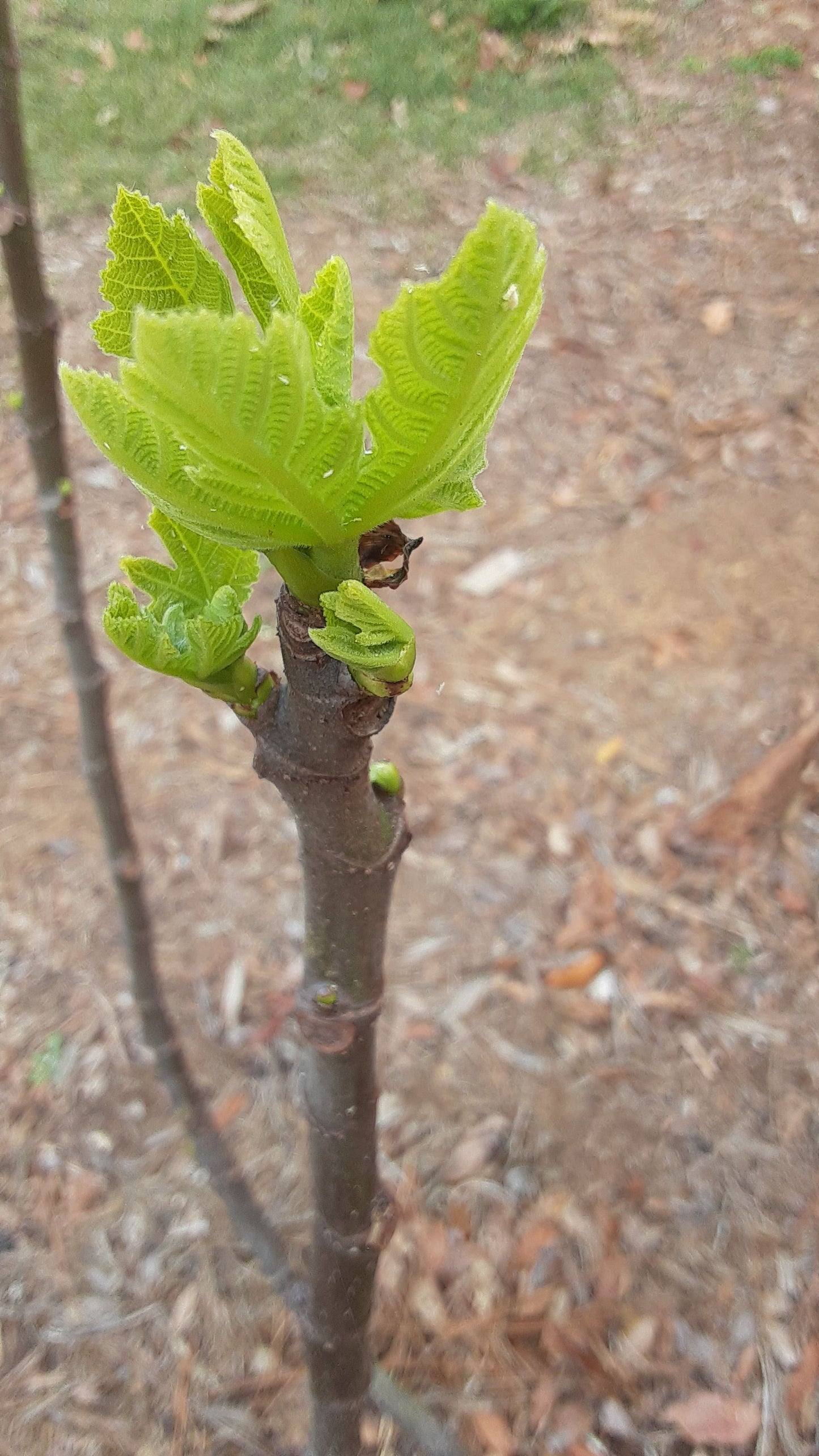 Set of 4 Olympian Fig Starter Plants