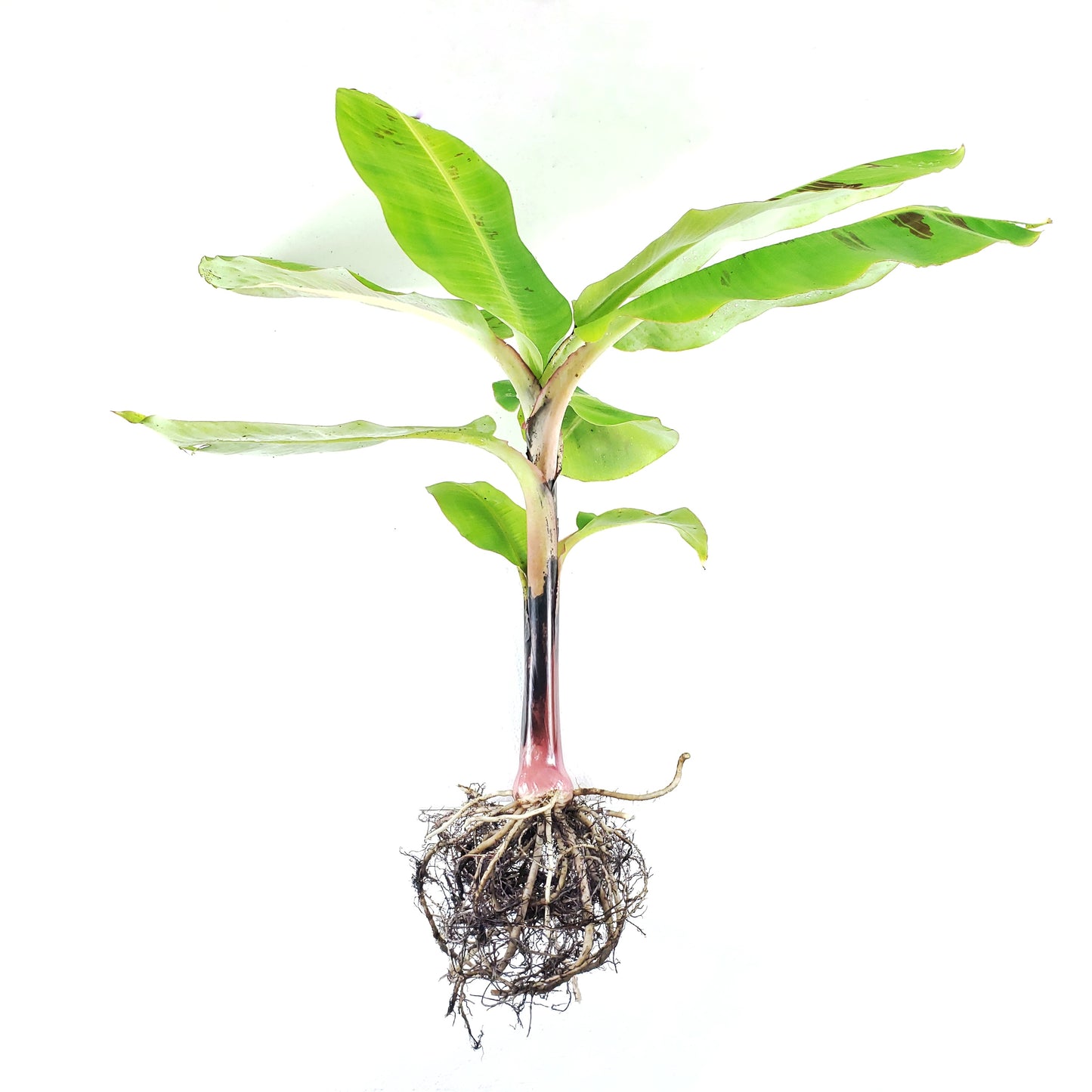 Dwarf Cavendish Banana Starter Plants (Set of 4), Bananas, Banana Trees