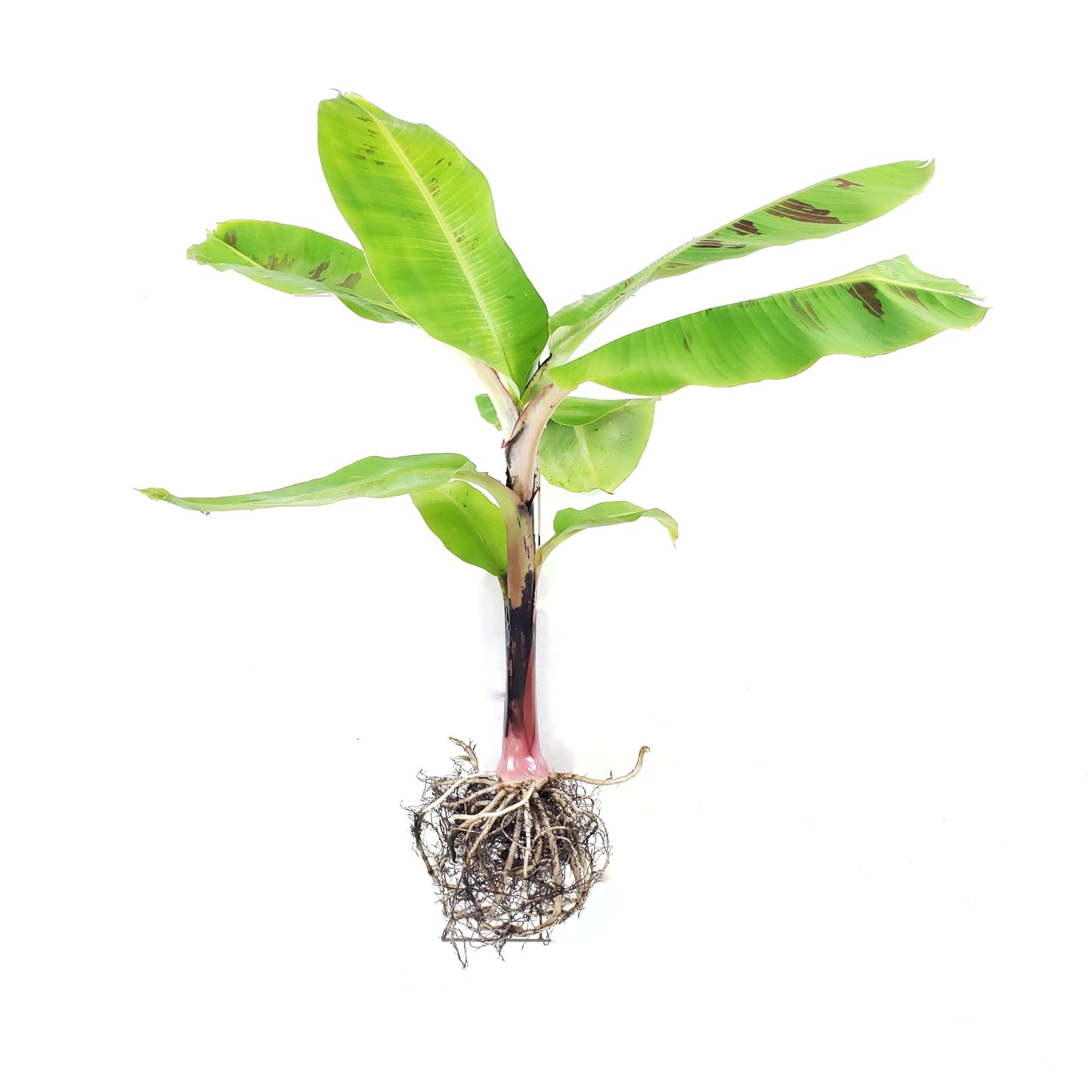 Dwarf Cavendish Banana Starter Plants (Set of 4), Bananas, Banana Trees