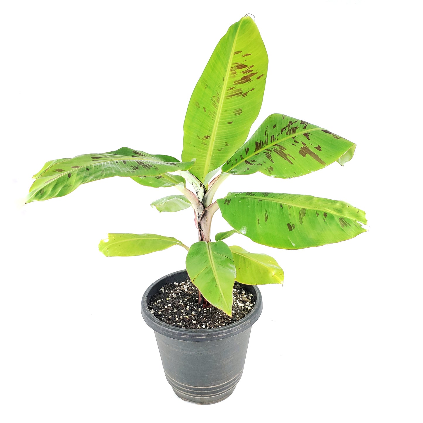 Dwarf Cavendish Banana Starter Plants (Set of 4), Bananas, Banana Trees