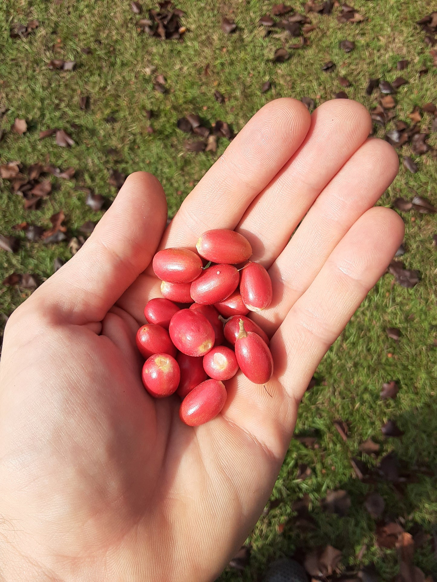 Set of 4 Miracle Berry Plants (Synsepalum dulcificum)