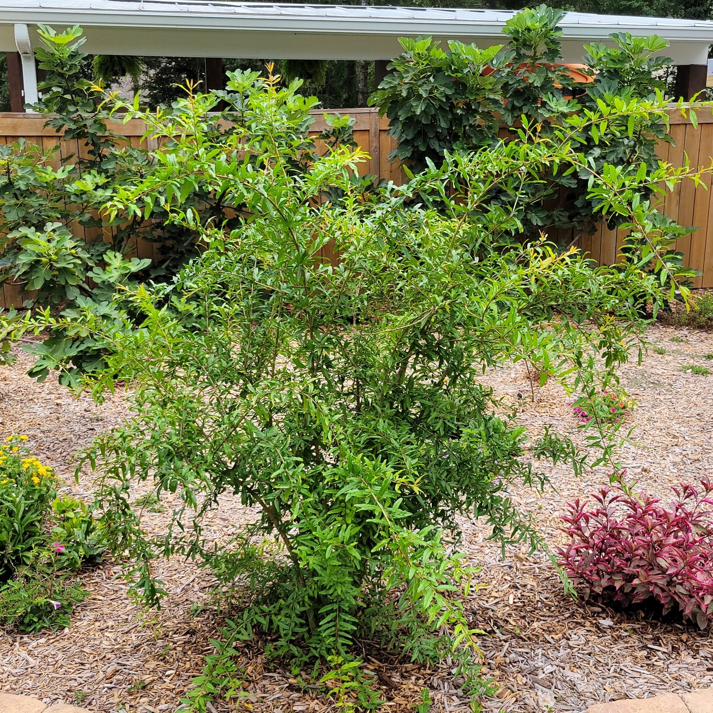 Set of 4 Baby Pomegranate Trees (Punica granatum 'Salavatski')