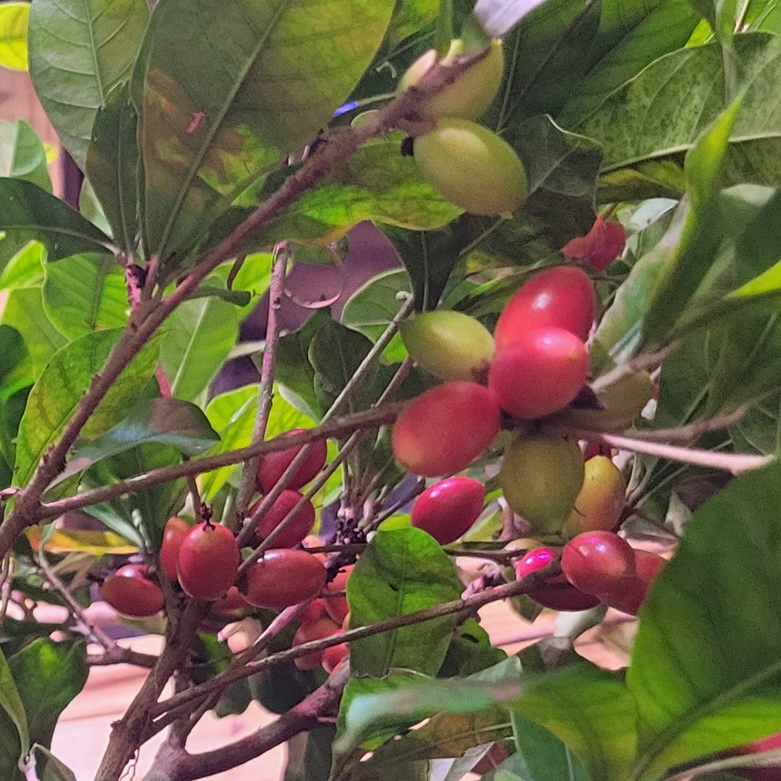 Set of 4 Miracle Berry Plants (Synsepalum dulcificum)