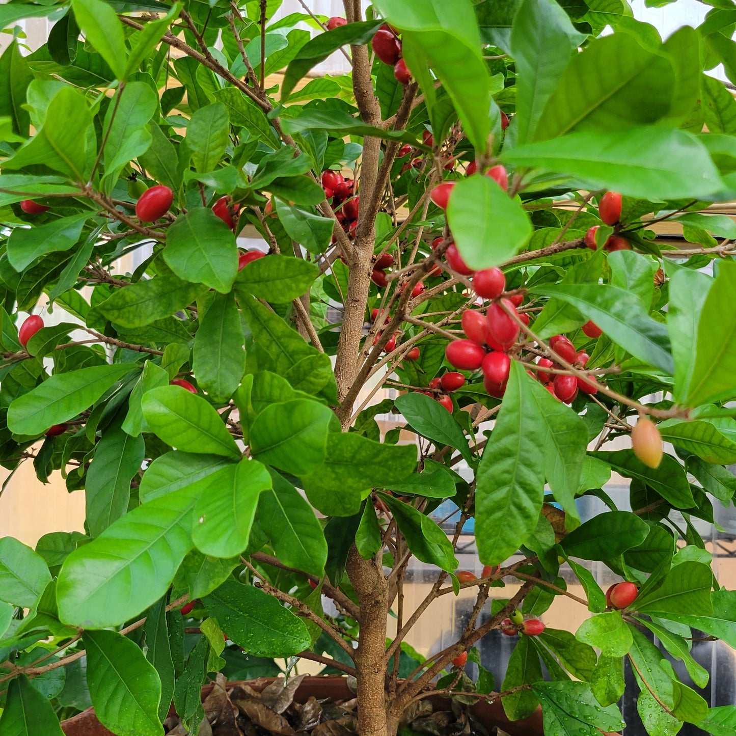 Set of 4 Miracle Berry Plants (Synsepalum dulcificum)