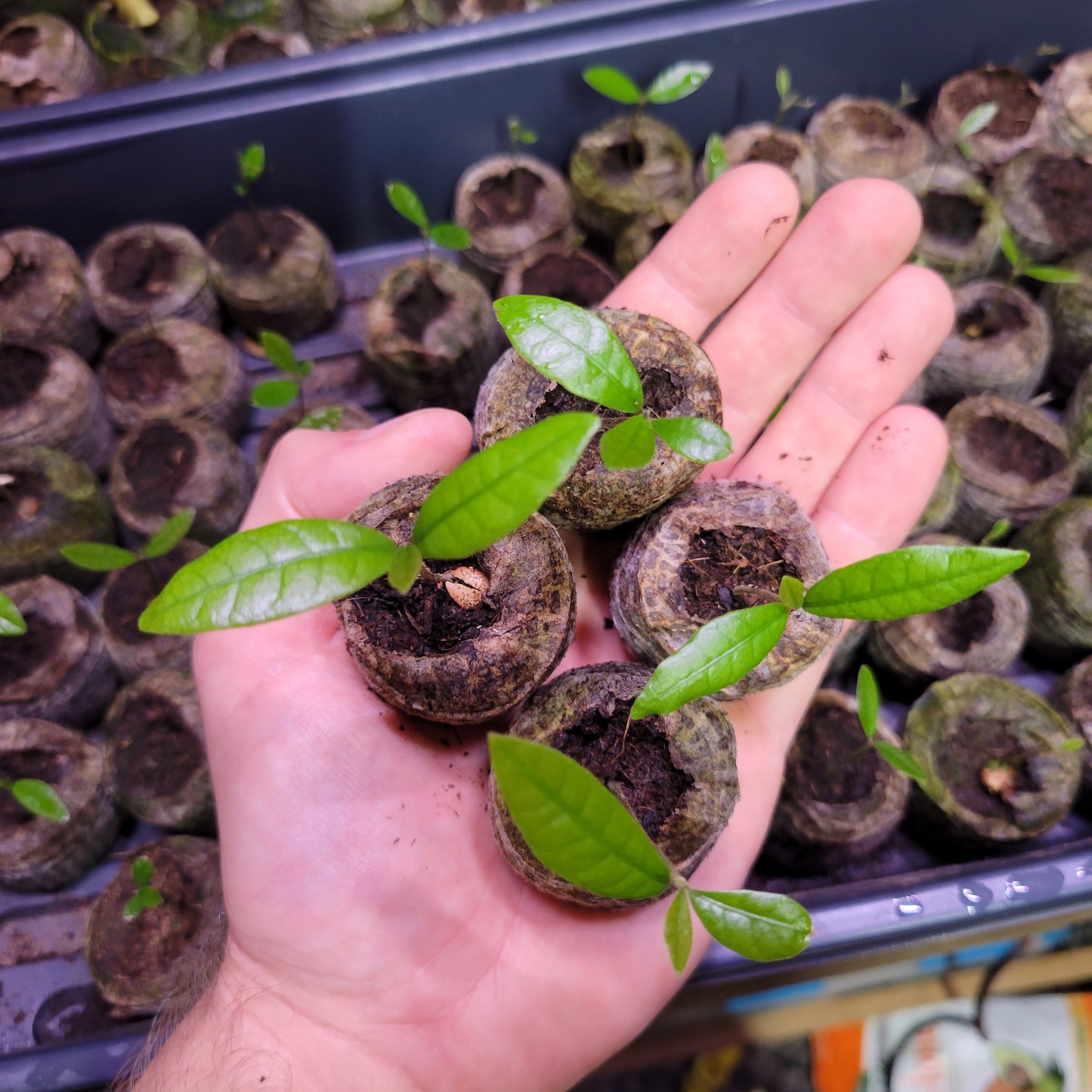 Set of 4 Miracle Berry Plants (Synsepalum dulcificum)