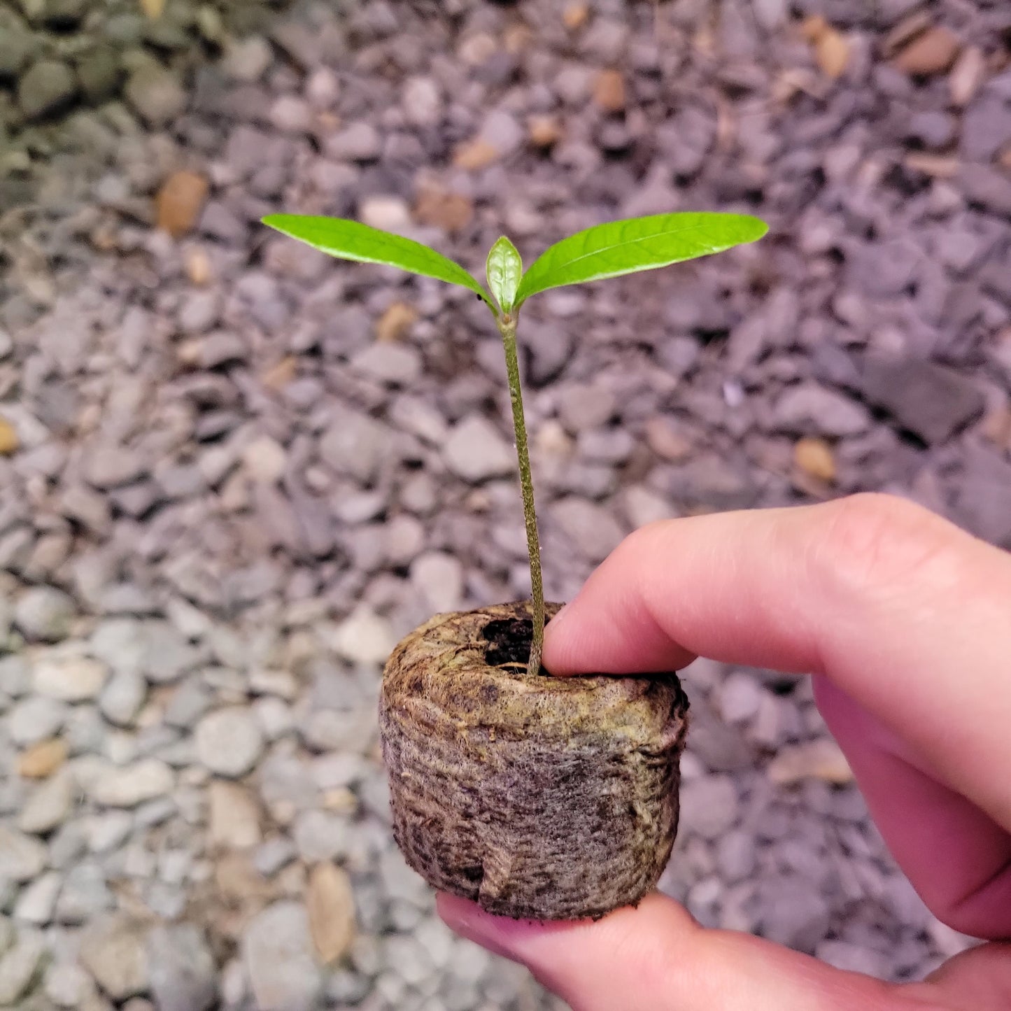 Set of 4 Miracle Berry Plants (Synsepalum dulcificum)