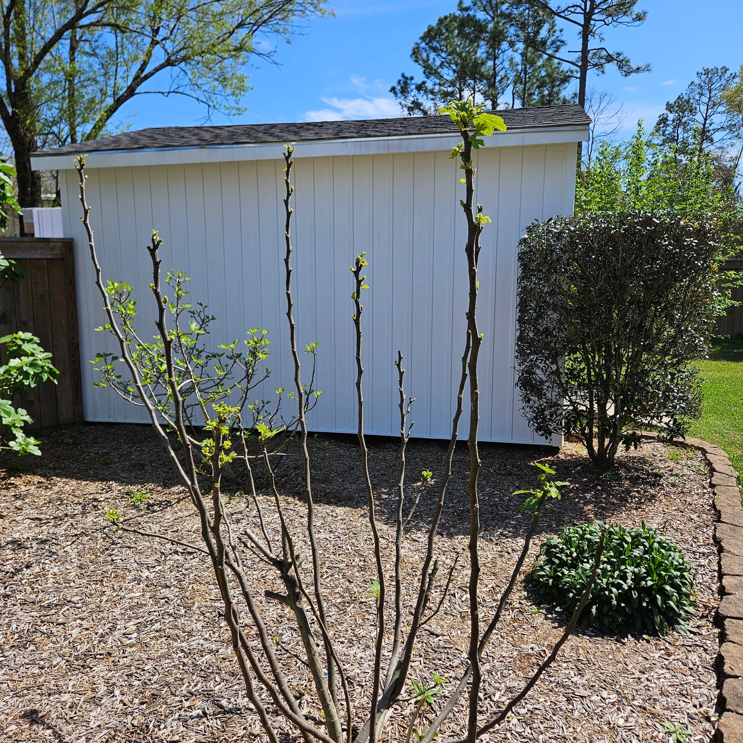 4 Chicago Hardy Fig Starter Plants