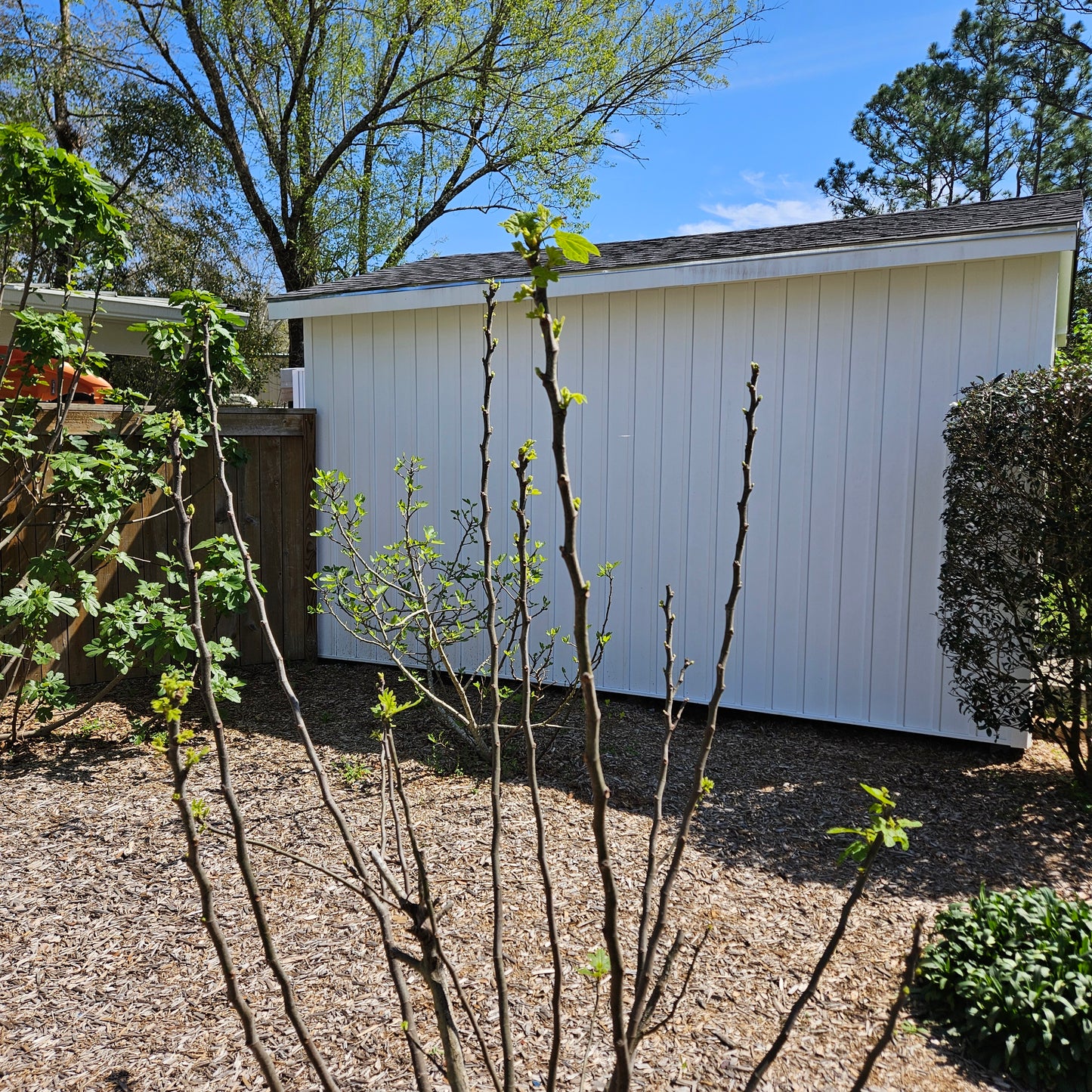 4 Chicago Hardy Fig Starter Plants