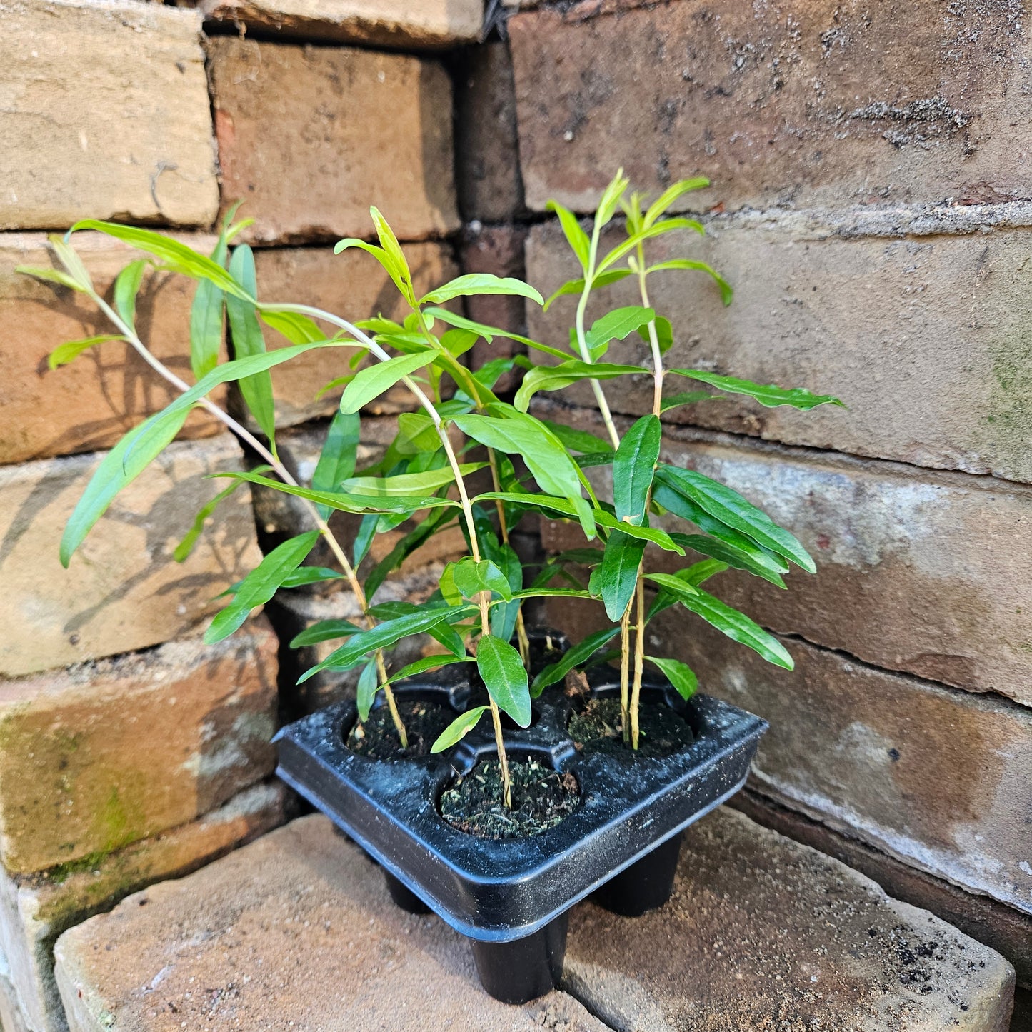 Set of 4 Baby Pomegranate Trees (Punica granatum 'Salavatski')