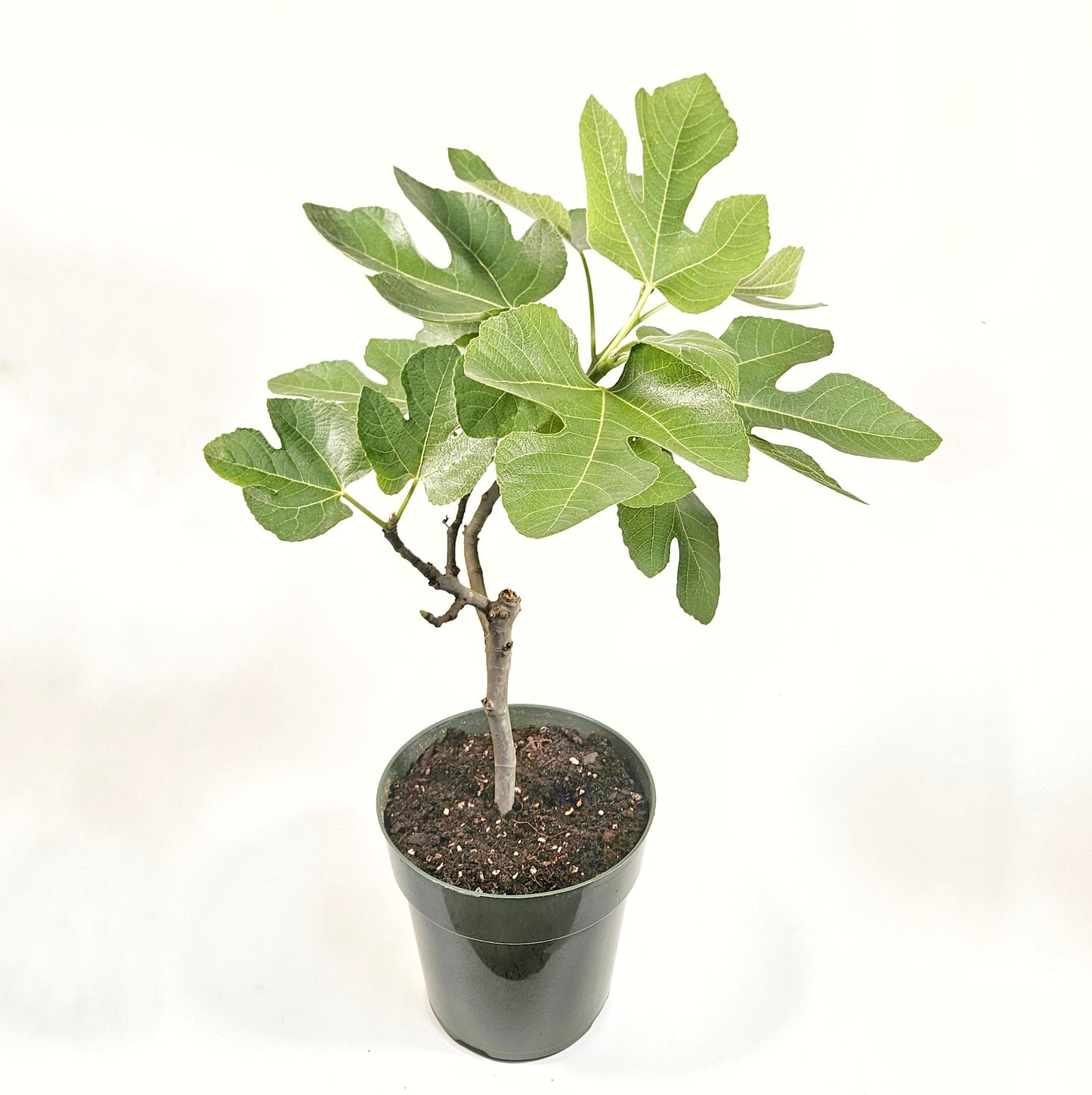 'Celeste' Fig Tree (Six Inch Pot)