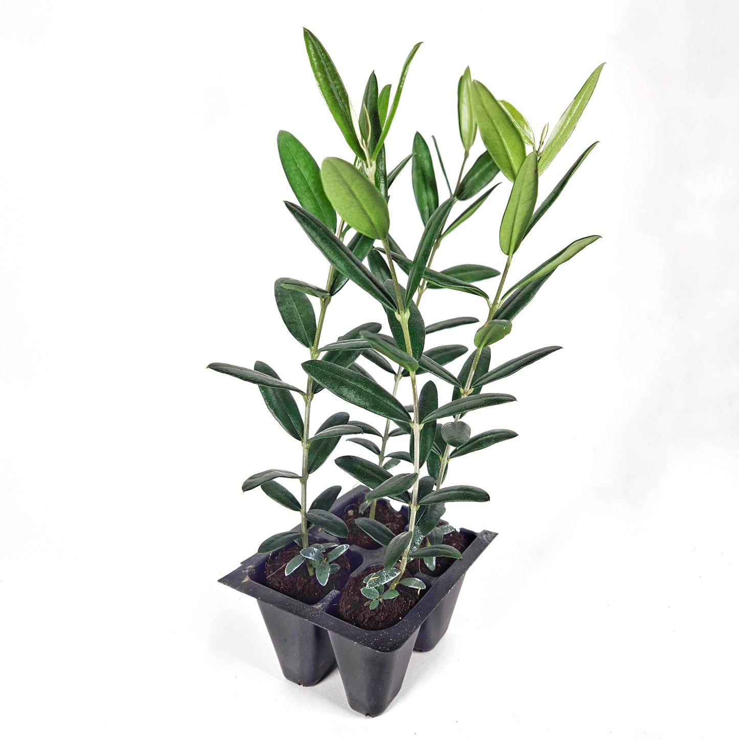 Set of 4 Live Olive Trees – 'Arbequina'