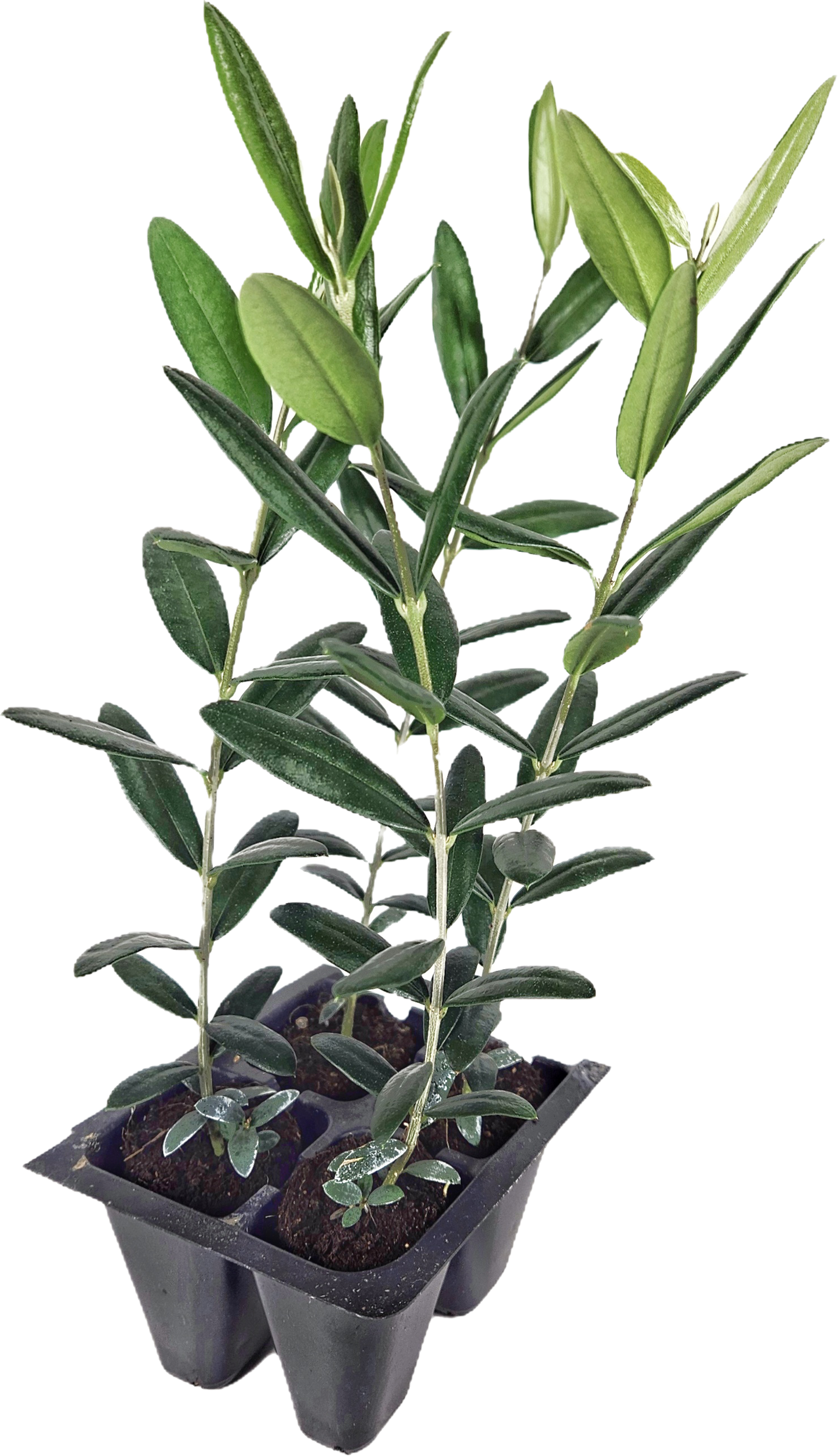 Set of 4 Live Olive Trees – 'Arbequina'