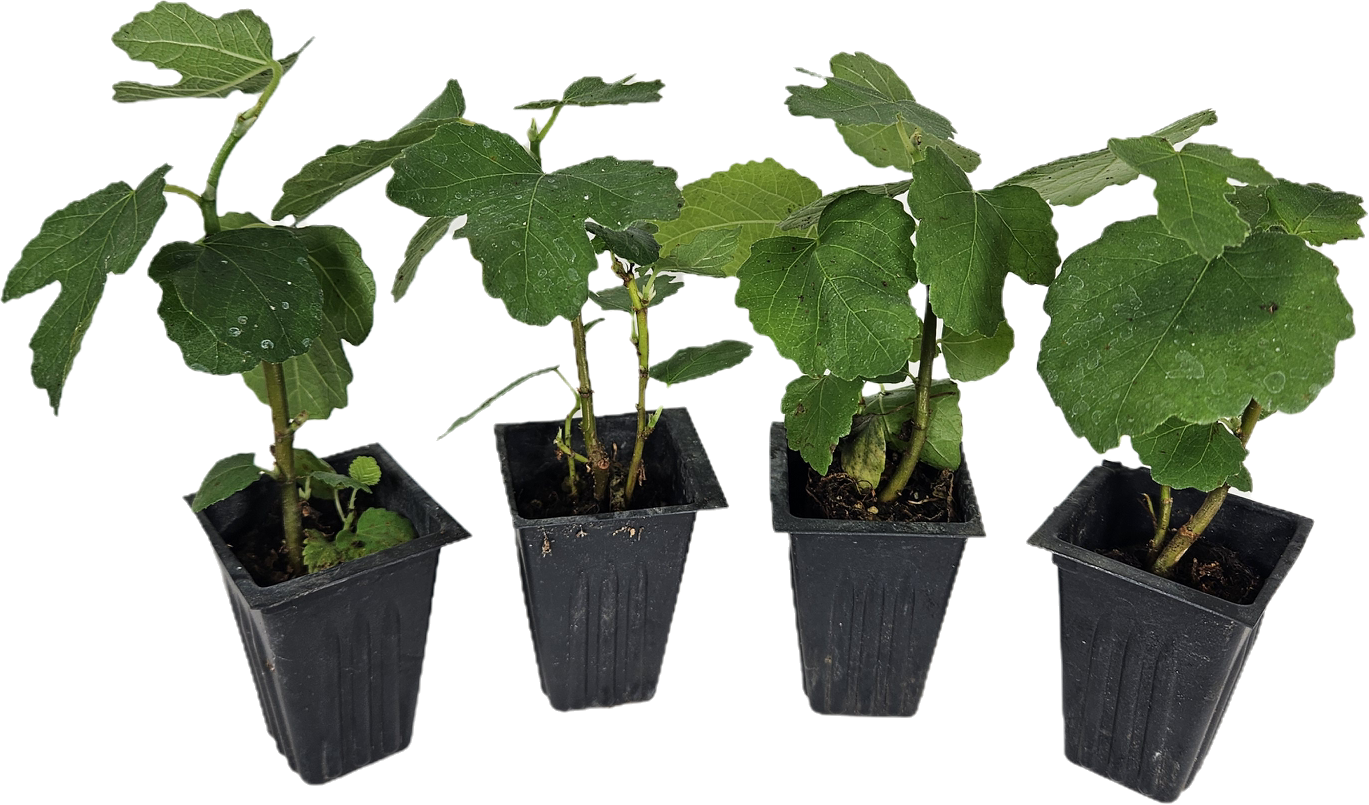 Set of 4 Fig Trees, "Lattarula" Italian Honey