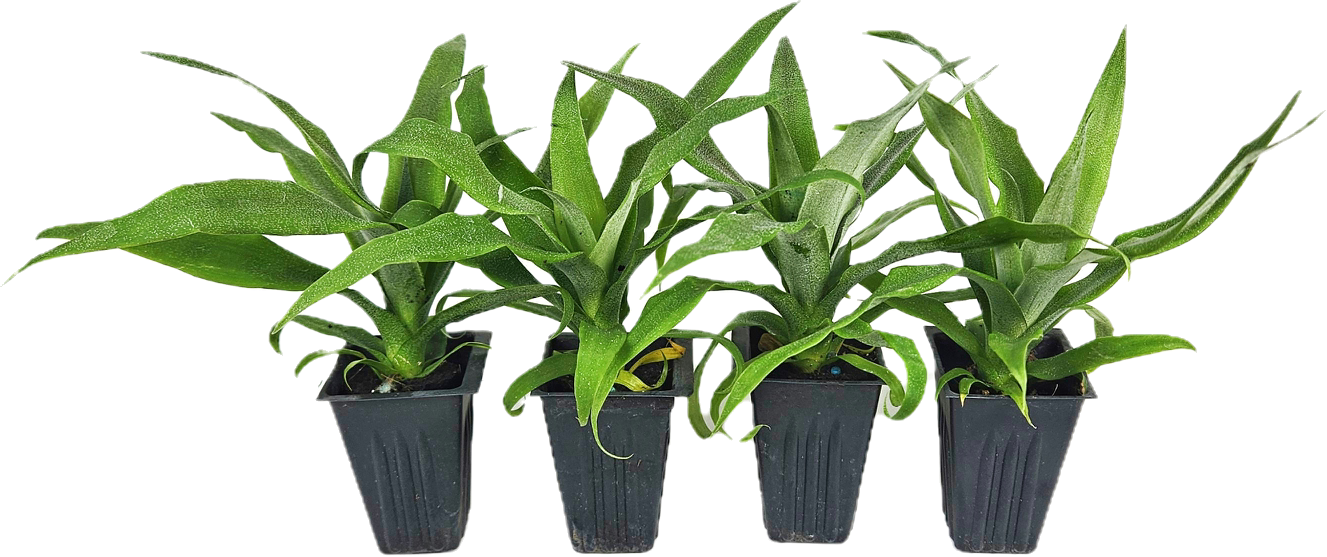 sugarloaf pineapple plant for sale 4 Sugarloaf Pineapple Starter Plants – The Southern Edible Nursery