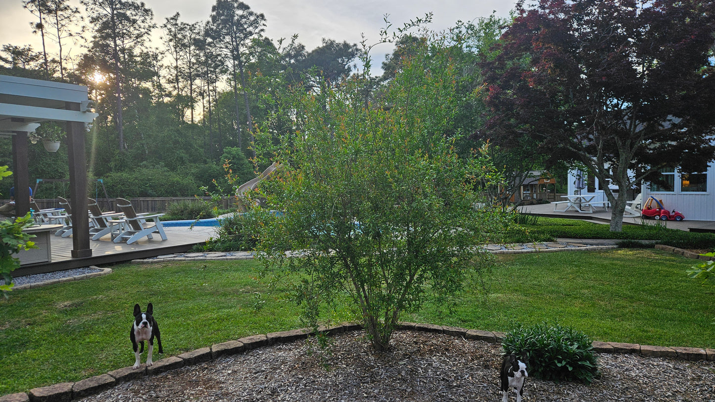 Set of 4 Baby Pomegranate Trees (Punica granatum 'Salavatski')