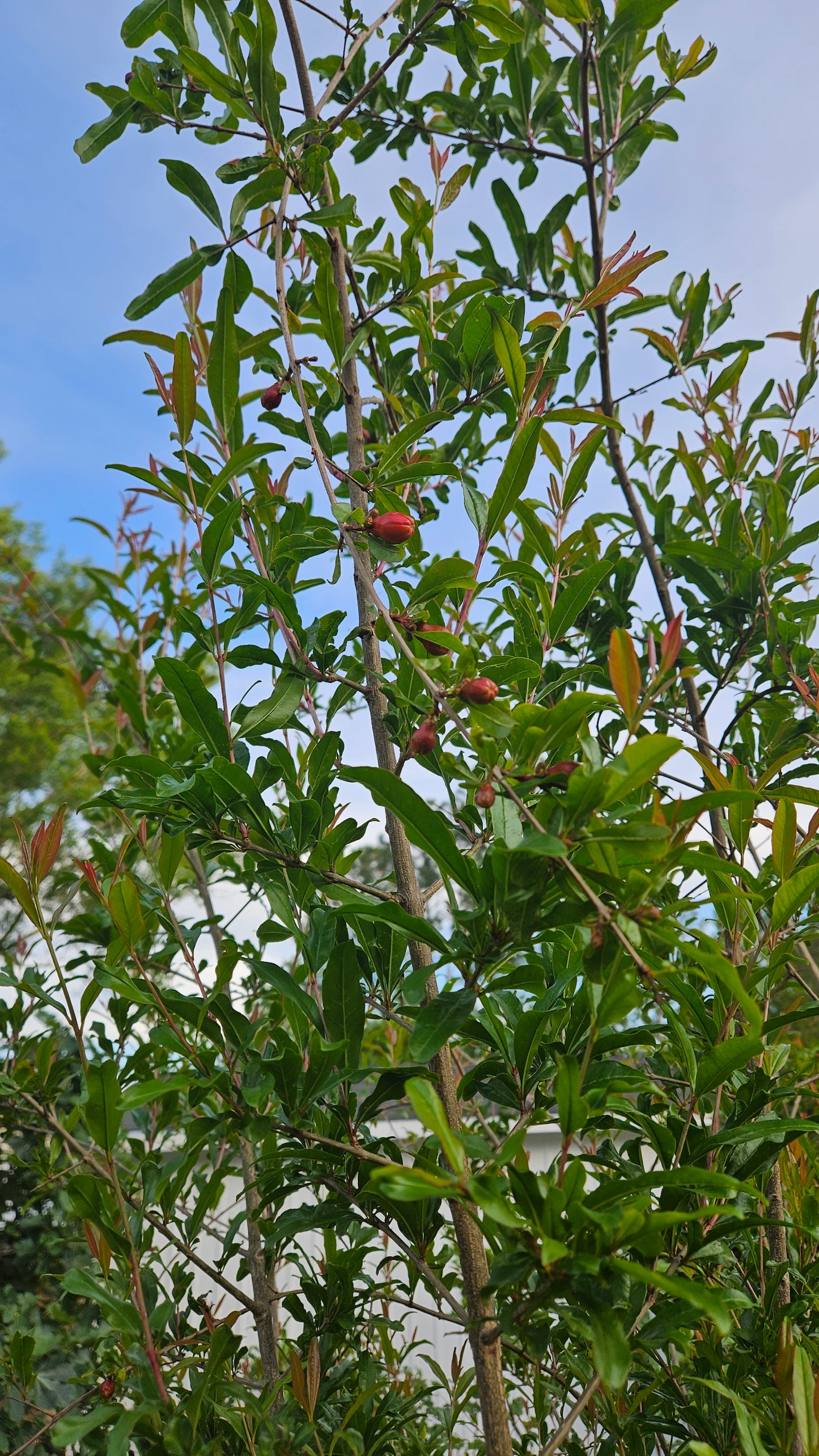 Set of 4 Baby Pomegranate Trees (Punica granatum 'Salavatski')