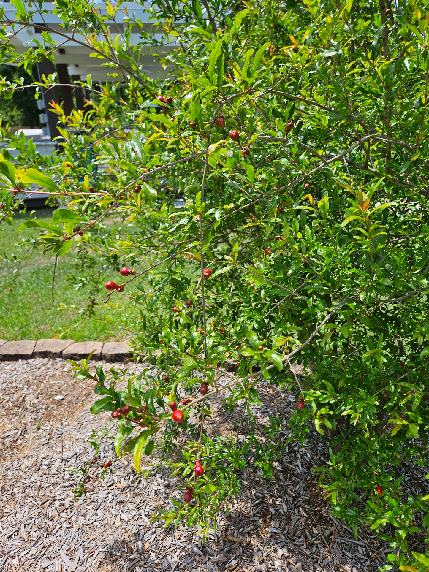 Set of 4 Baby Pomegranate Trees (Punica granatum 'Salavatski')