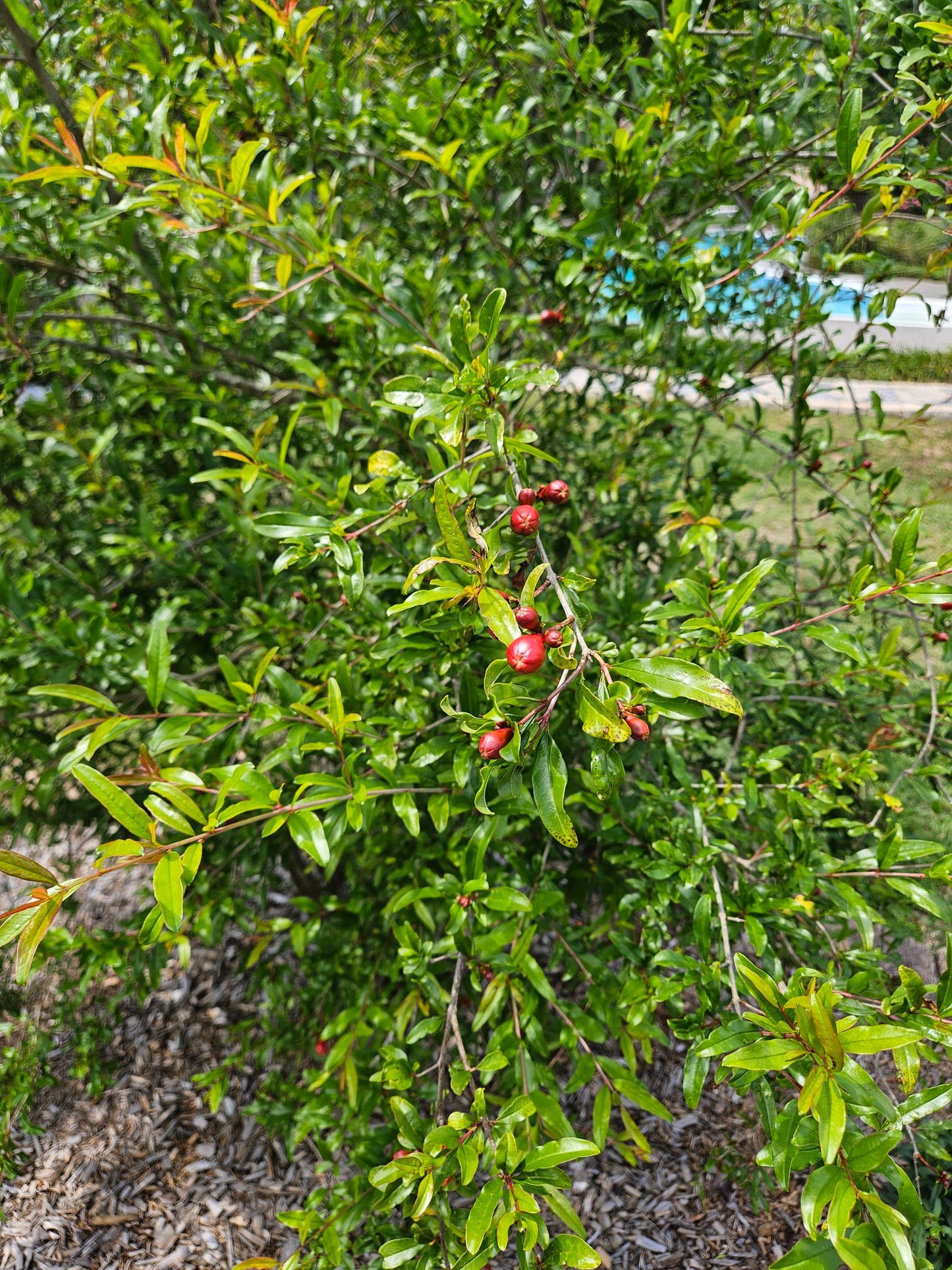 Set of 4 Baby Pomegranate Trees (Punica granatum 'Salavatski')
