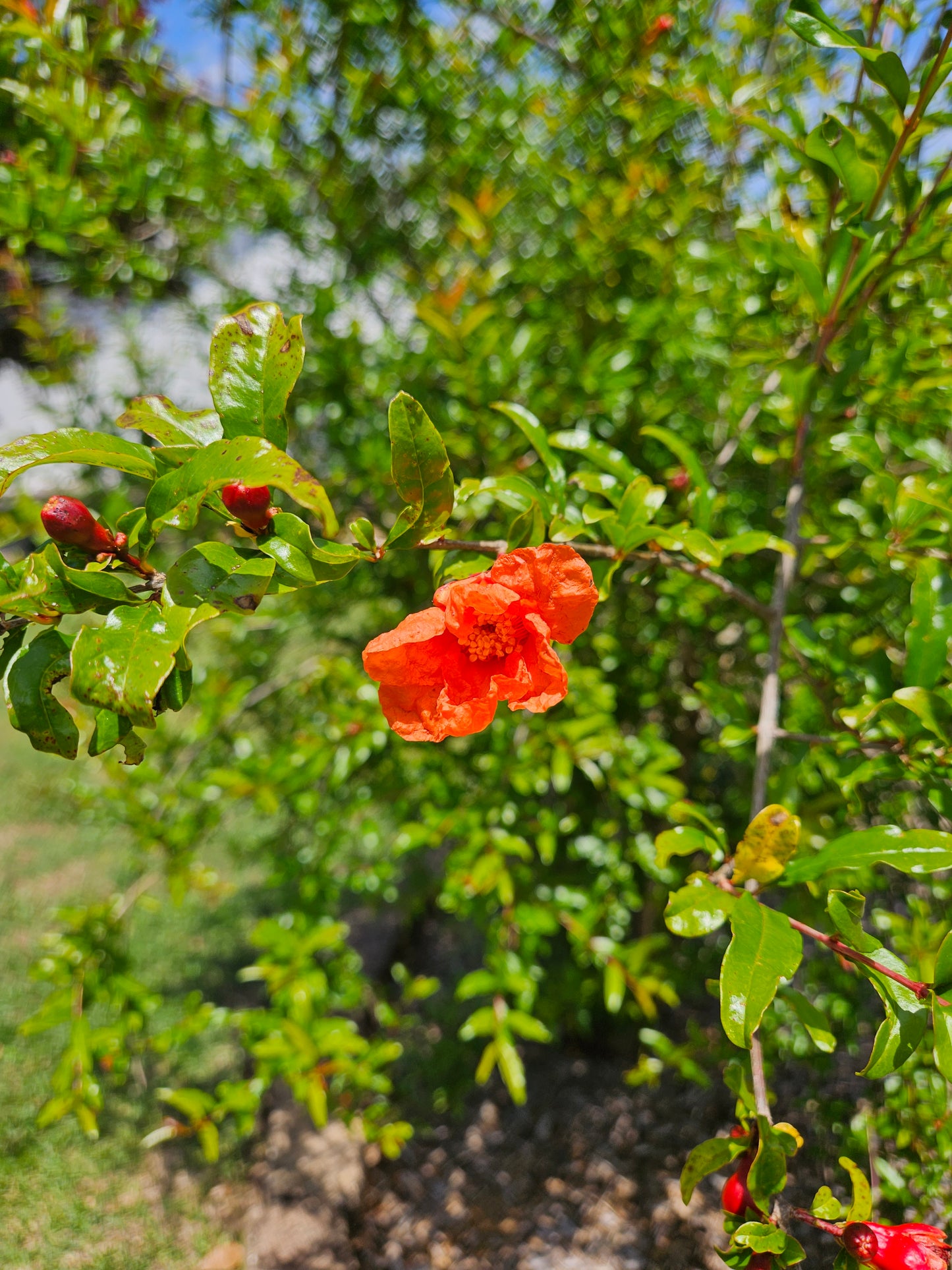 Set of 4 Baby Pomegranate Trees (Punica granatum 'Salavatski')