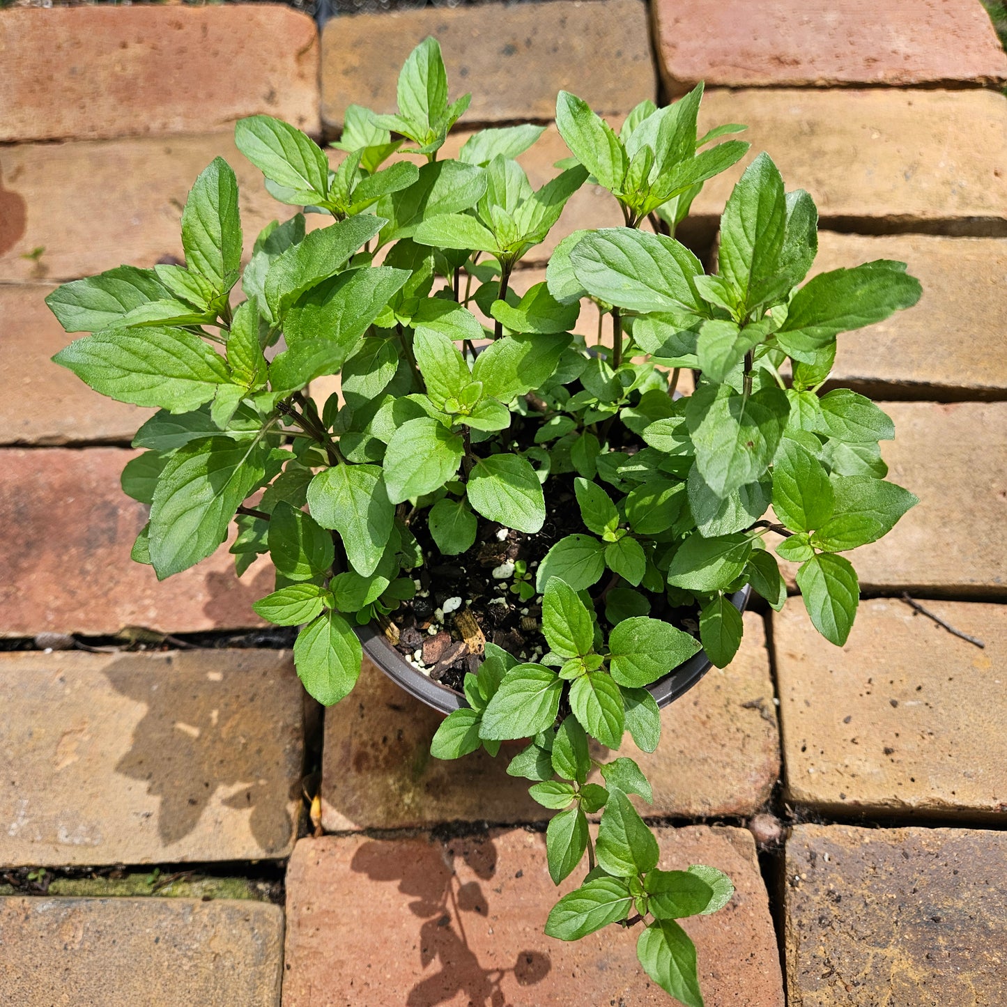 Lemon Mint Plant (Monarda citriodora)