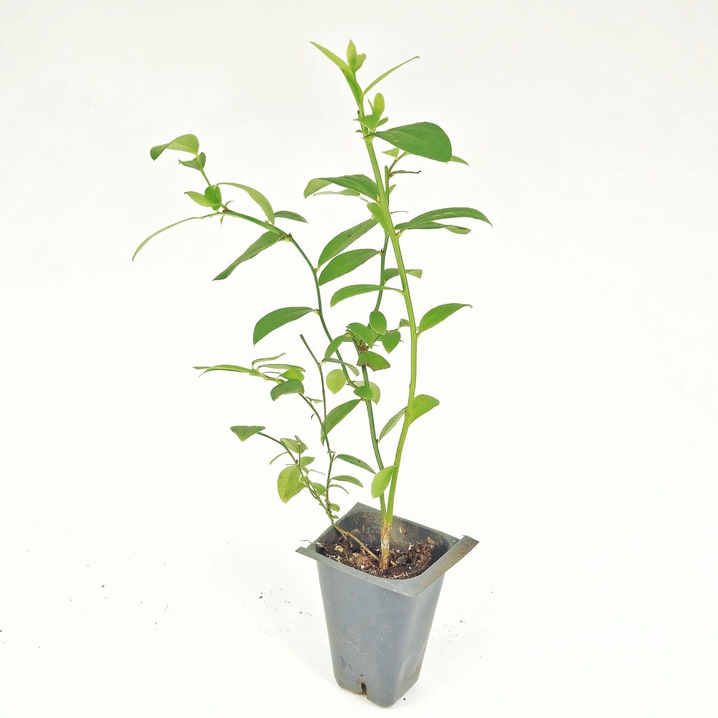 Set of 4 Blueberry Plant Starts - "Pink Lemonade" Variety