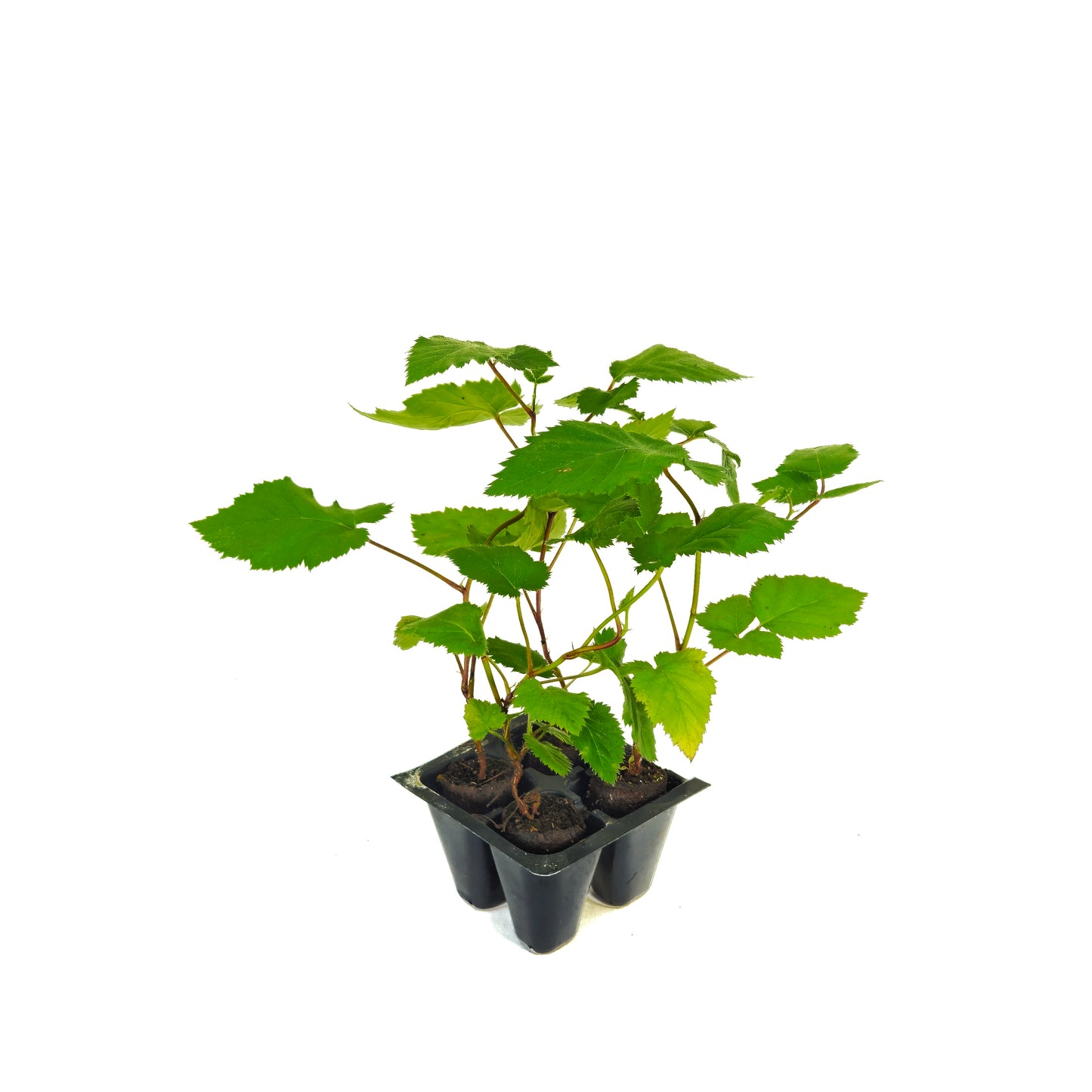 Set of 4 Thornless Blackberry Bush Starts - "Chester" Cultivar