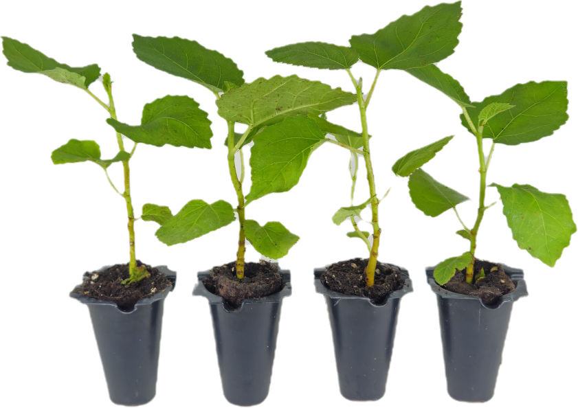 4 Baby Fig Tree Starters | "Celeste" Cultivar