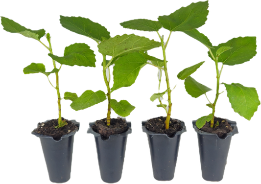 4 Baby Fig Tree Starters | "Celeste" Cultivar