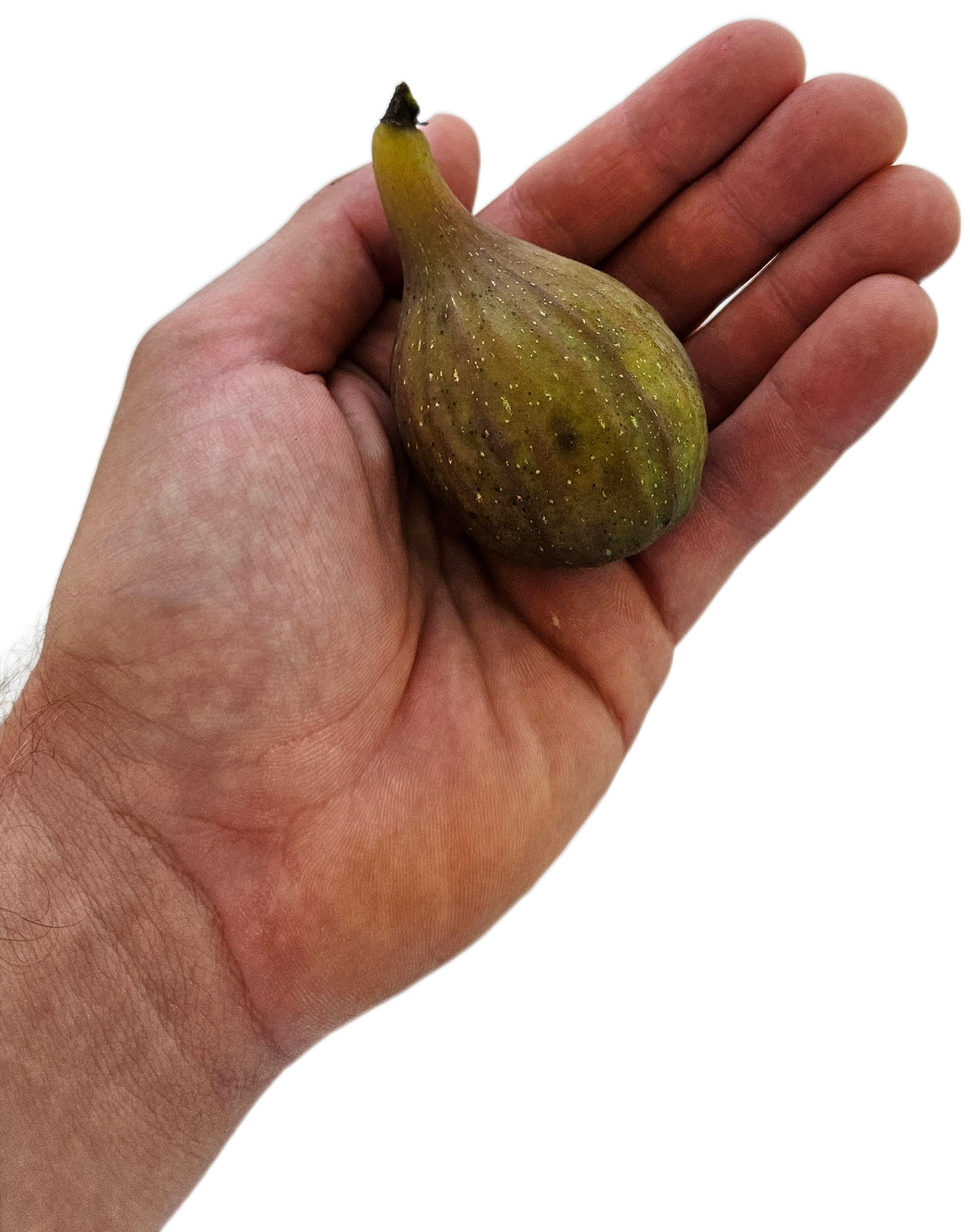 Set of 4 Brown Turkey Fig Trees (Ficus carica ‘Brown Turkey’)