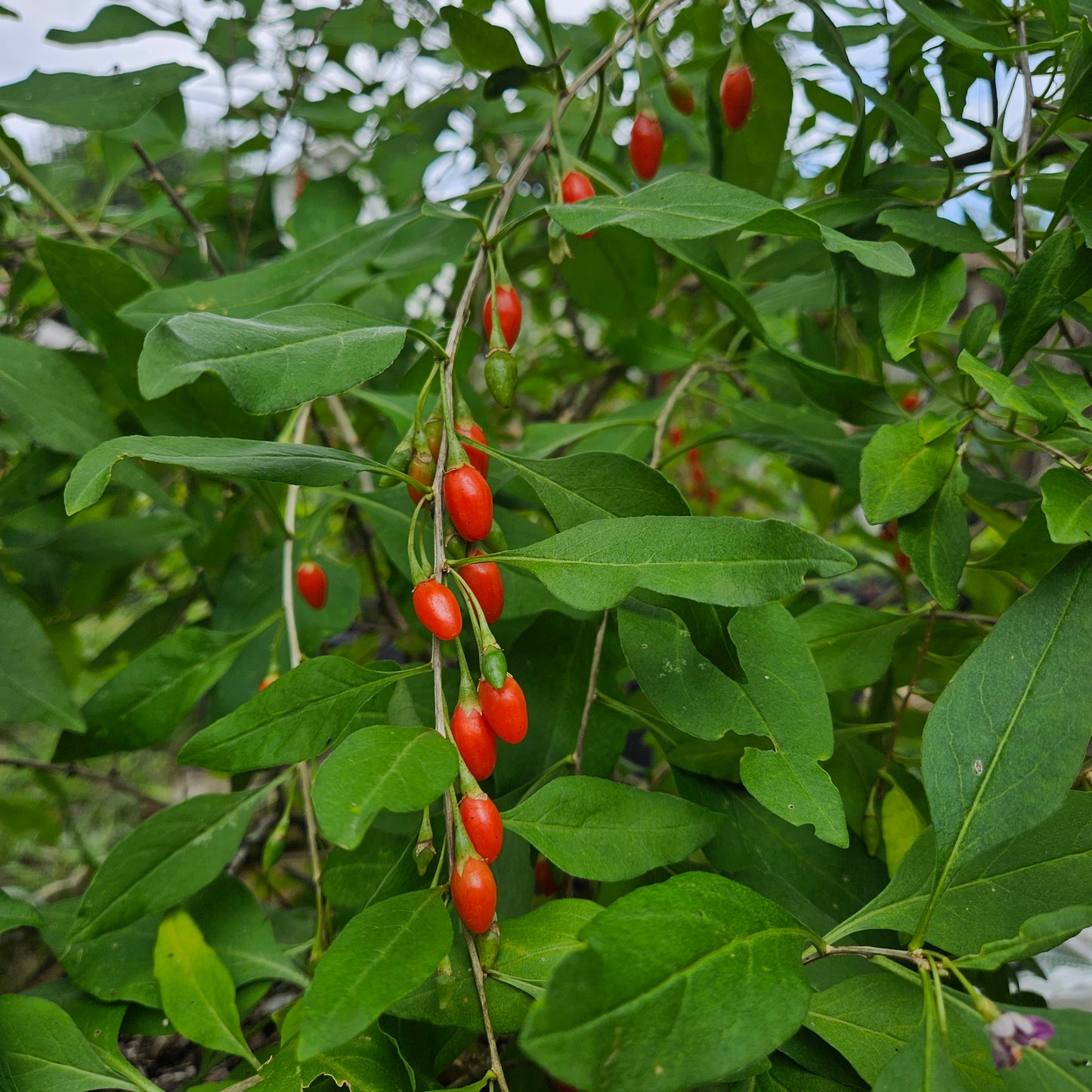 Set of 4 Goji Berry Plant Starts
