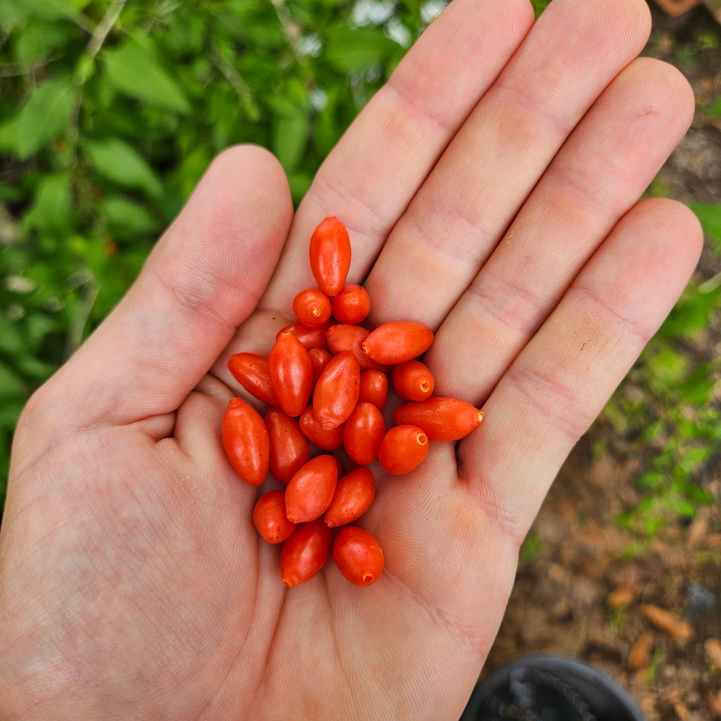 Set of 4 Goji Berry Plant Starts