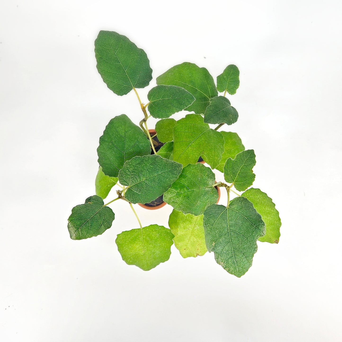 4 Chicago Hardy Fig Starter Plants