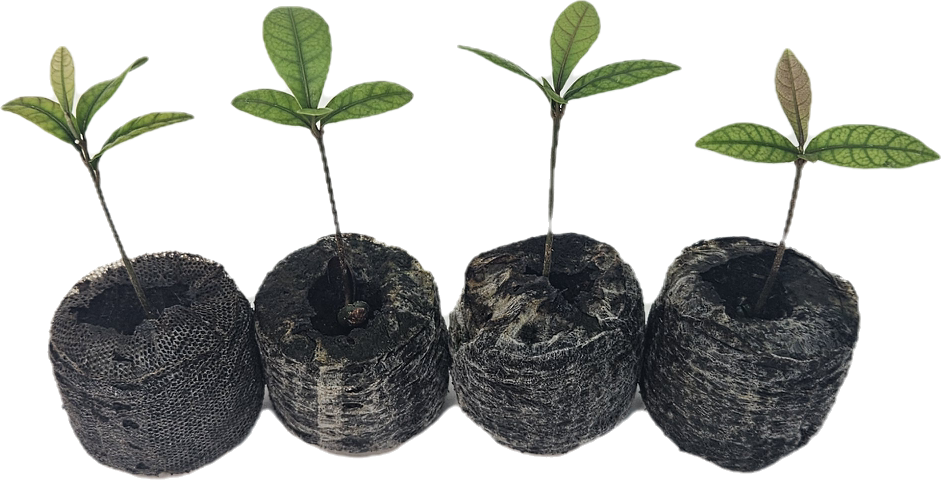 Set of 4 Miracle Berry Plants (Synsepalum dulcificum)