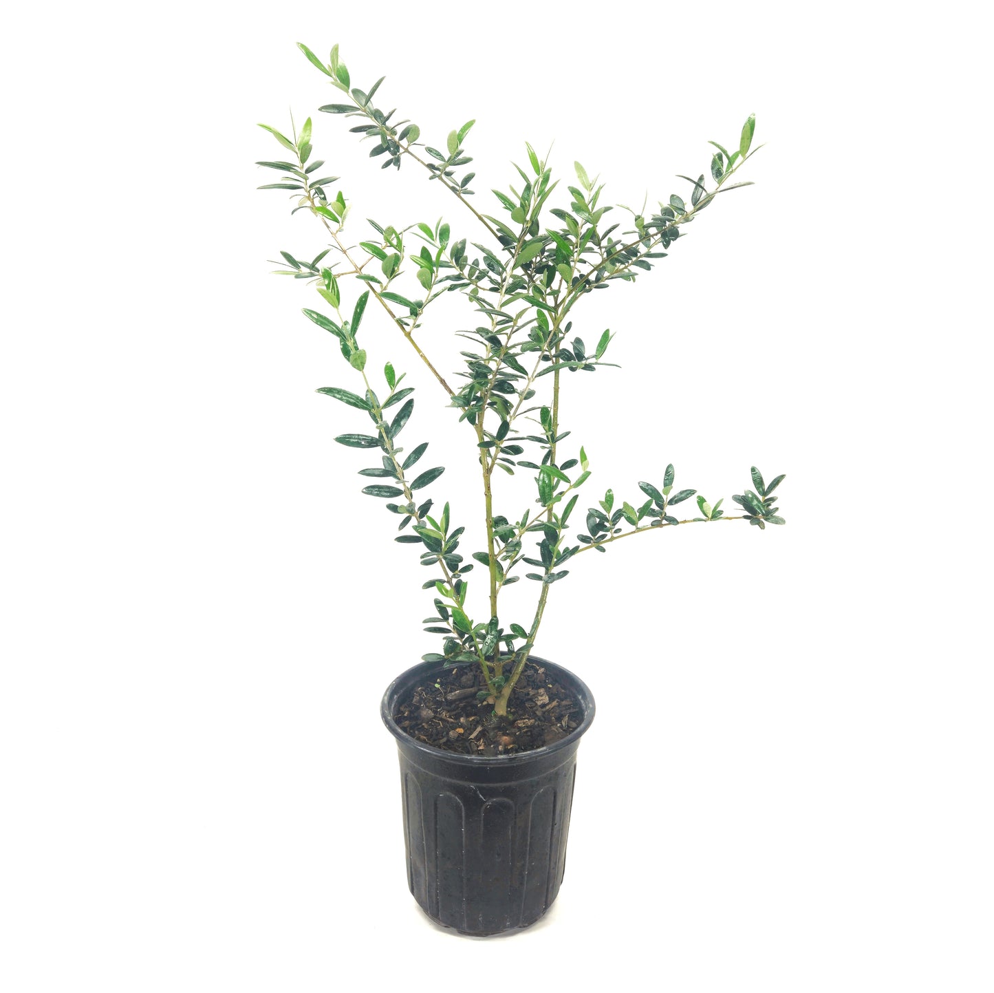 Olive Tree in Six inch pot ("Arbequina" Variety)