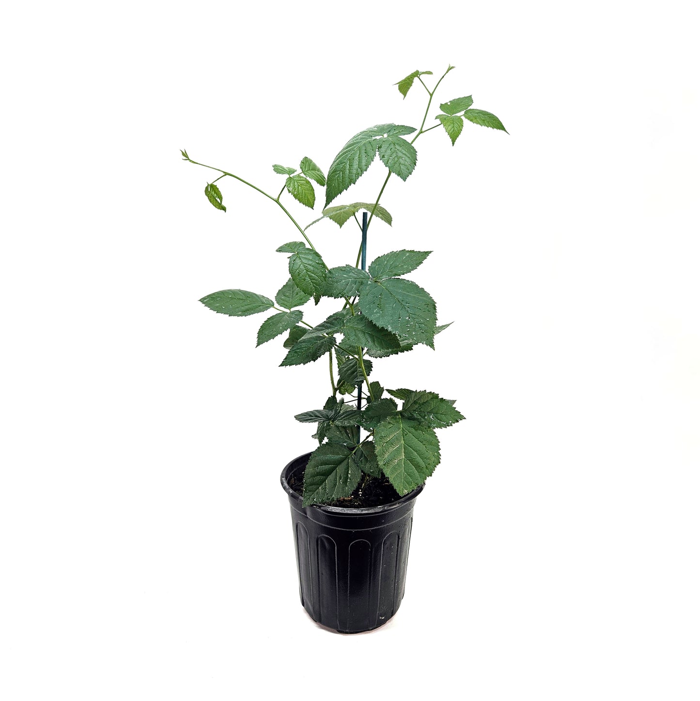 Thornless Blackberry Plant in 6-inch Pot - "Chester" Cultivar