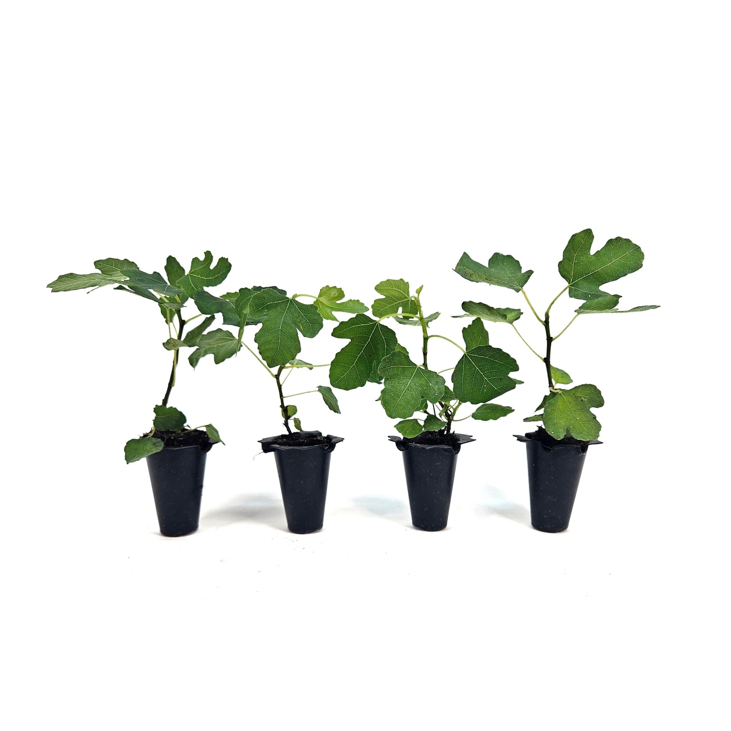 Set of 4 Olympian Fig Starter Plants