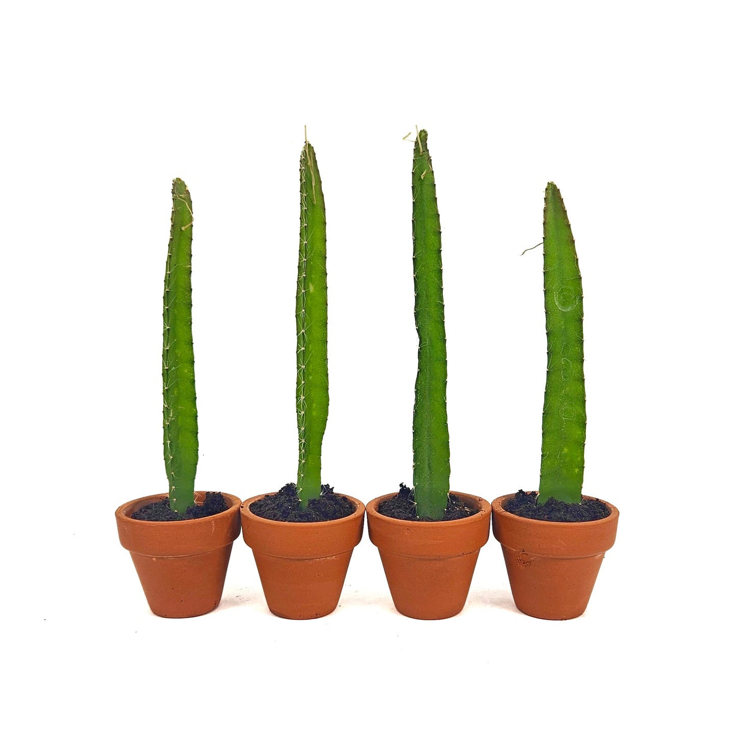 Yellow Dragon Fruit Starter Plants