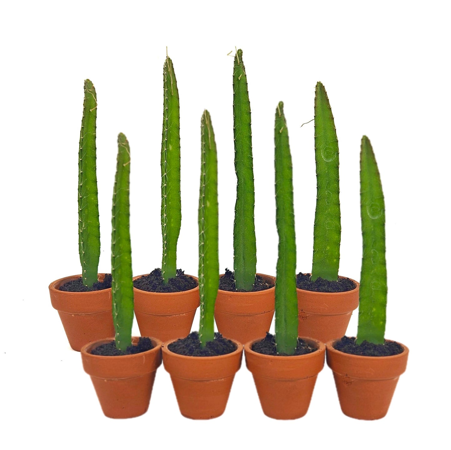 Yellow Dragon Fruit Starter Plants