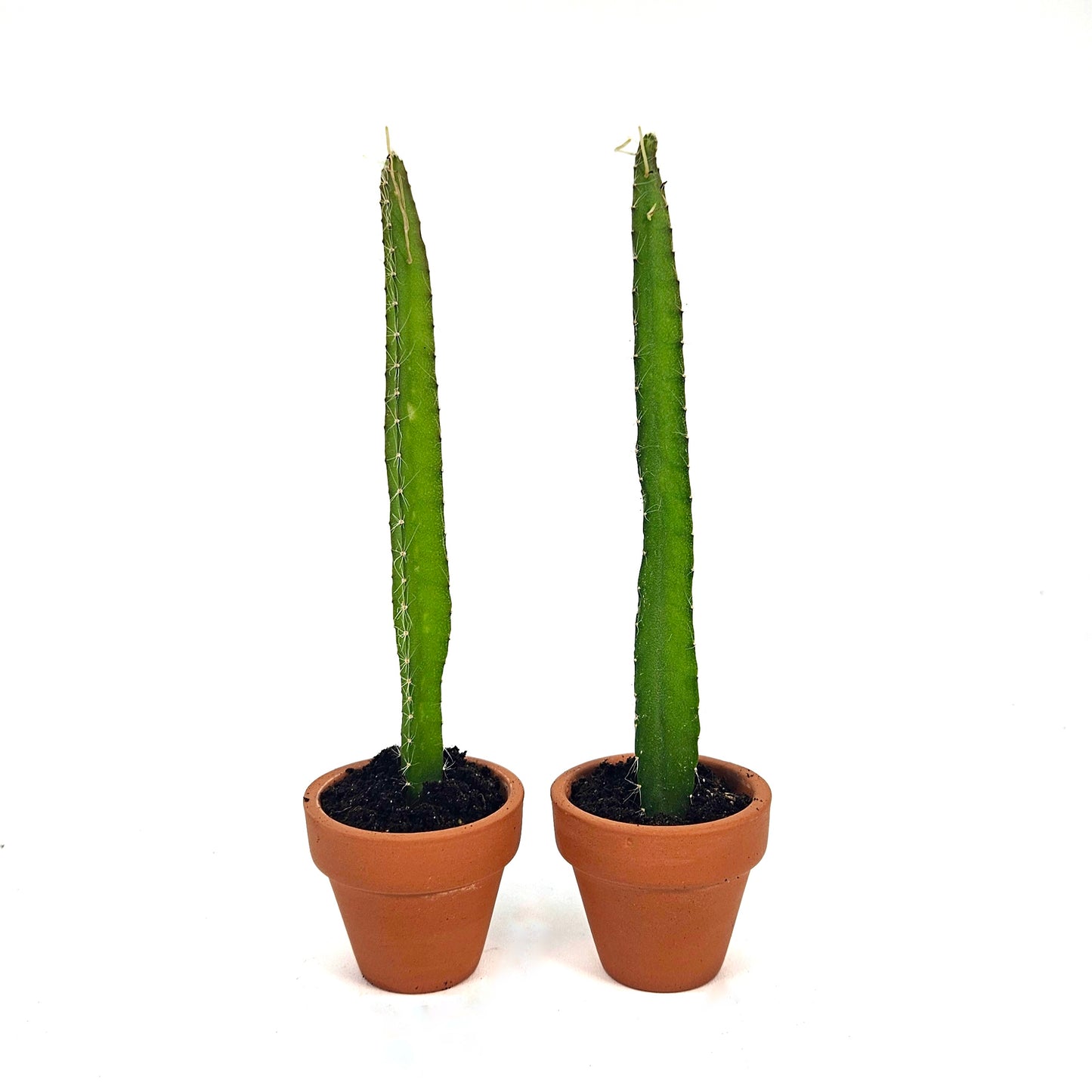 Yellow Dragon Fruit Starter Plants