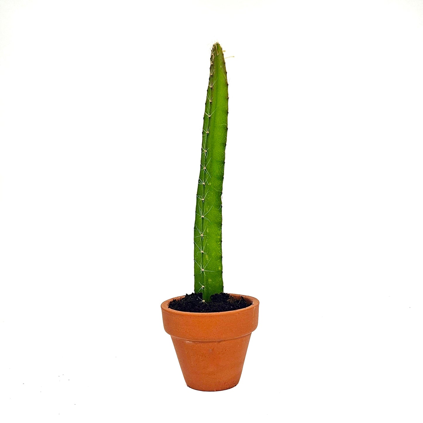 Yellow Dragon Fruit Starter Plants
