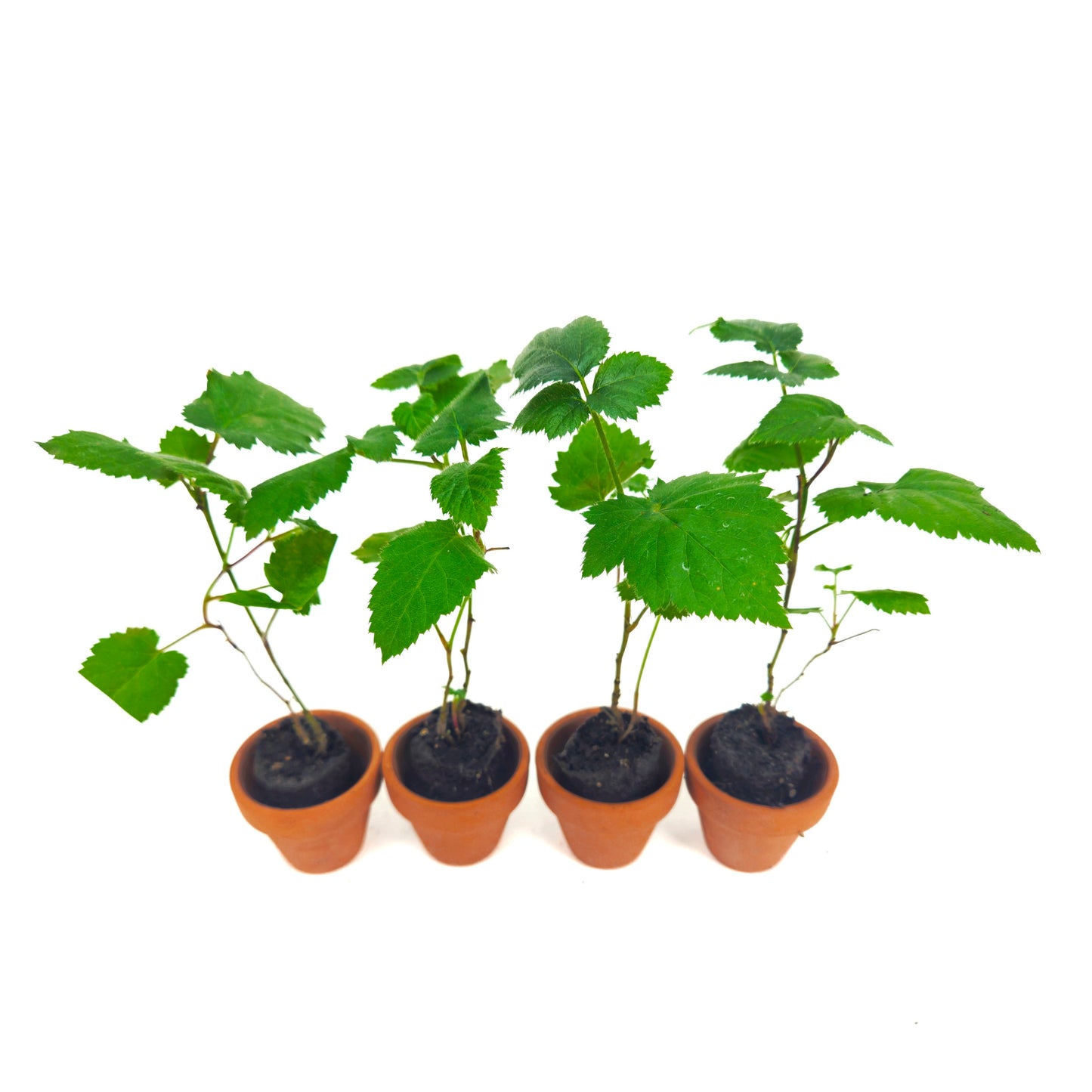 Set of 4 "Big Daddy" Blackberry Starter Plants