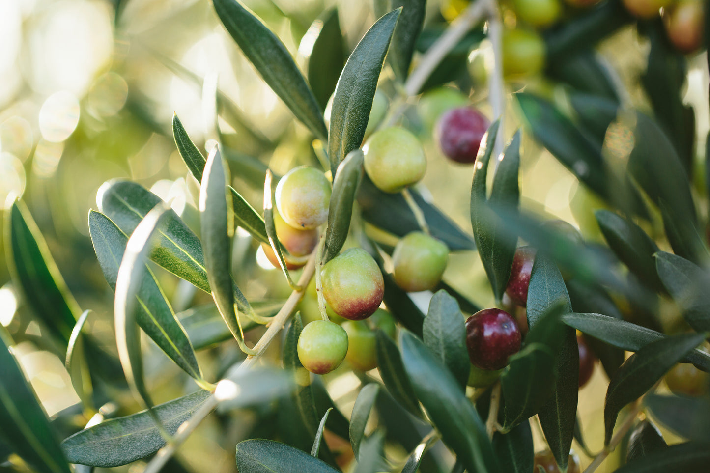 Olive Tree in Six inch pot ("Arbequina" Variety)