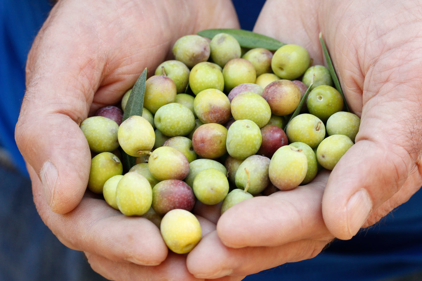 Olive Tree in Six inch pot ("Arbequina" Variety)