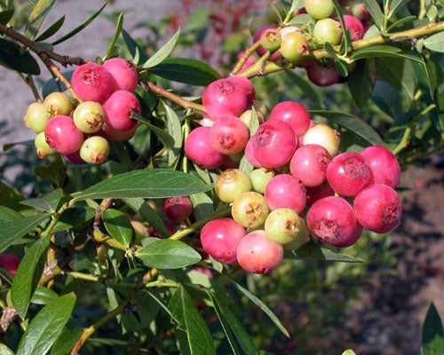 Pink Lemonade Blueberry Plant in 6-inch Pot