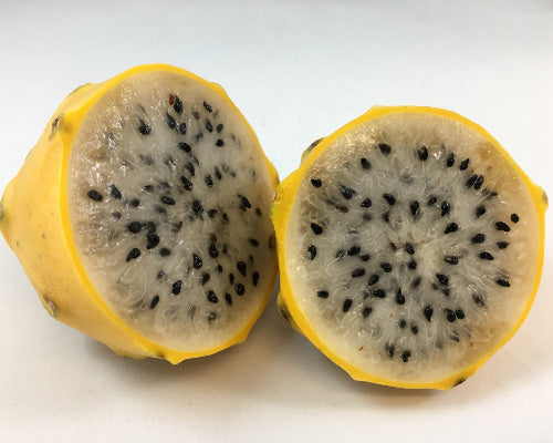 Yellow Dragon Fruit Starter Plants