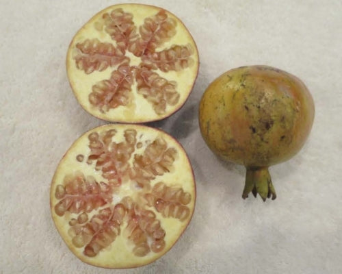 Set of 4 Baby Pomegranate Trees (Punica granatum 'Salavatski')
